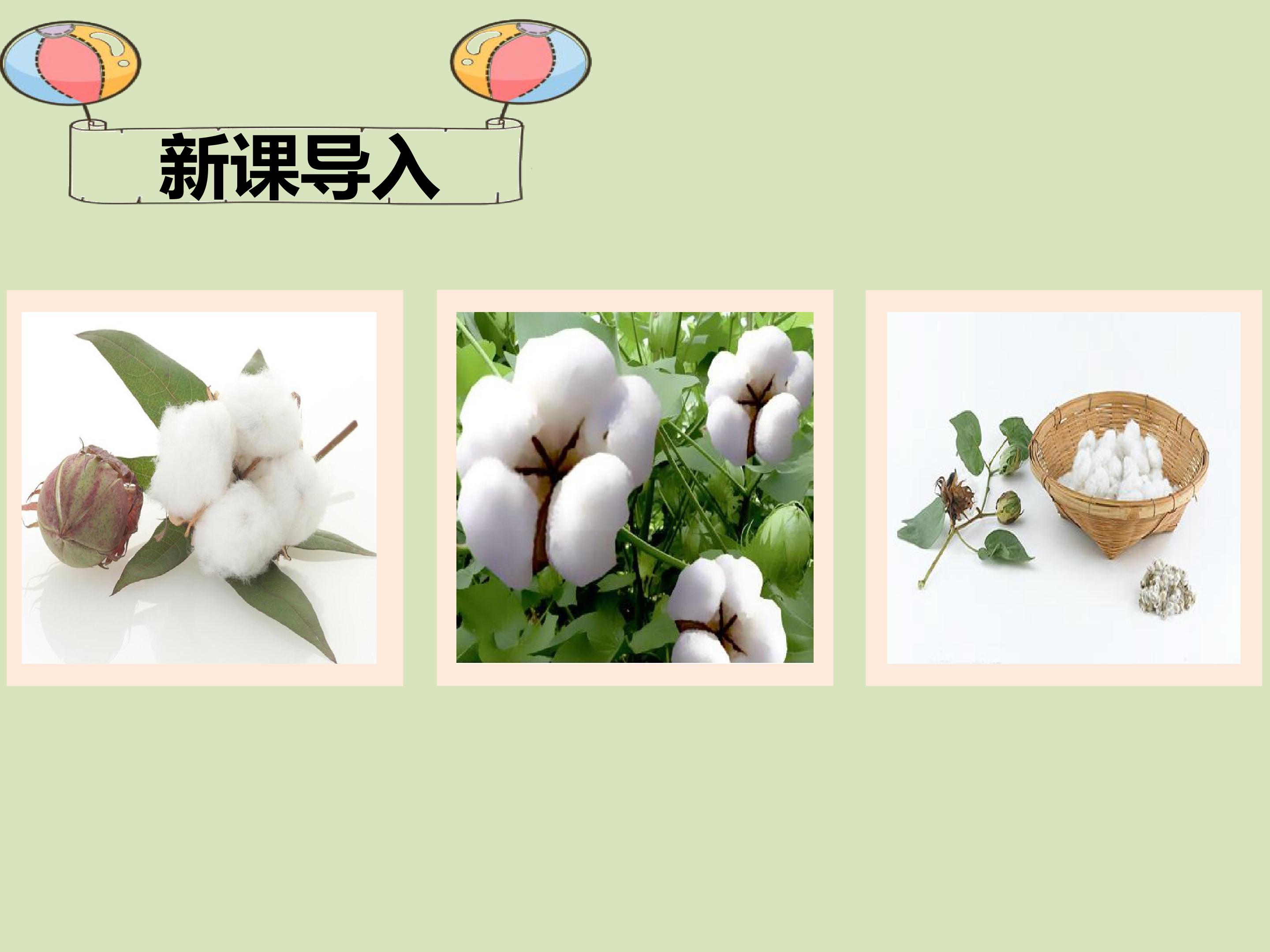 棉花姑娘