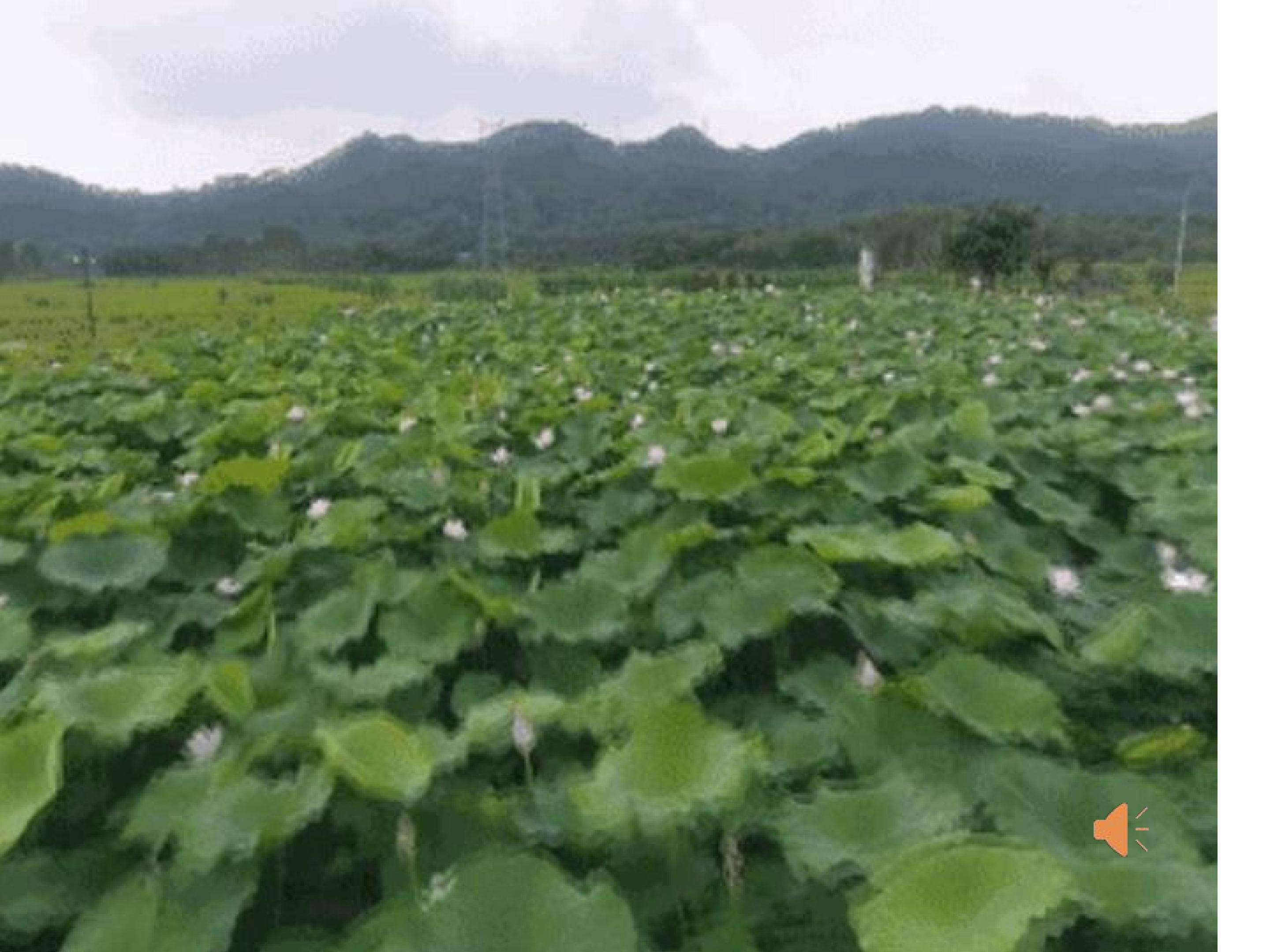 荷叶圆圆