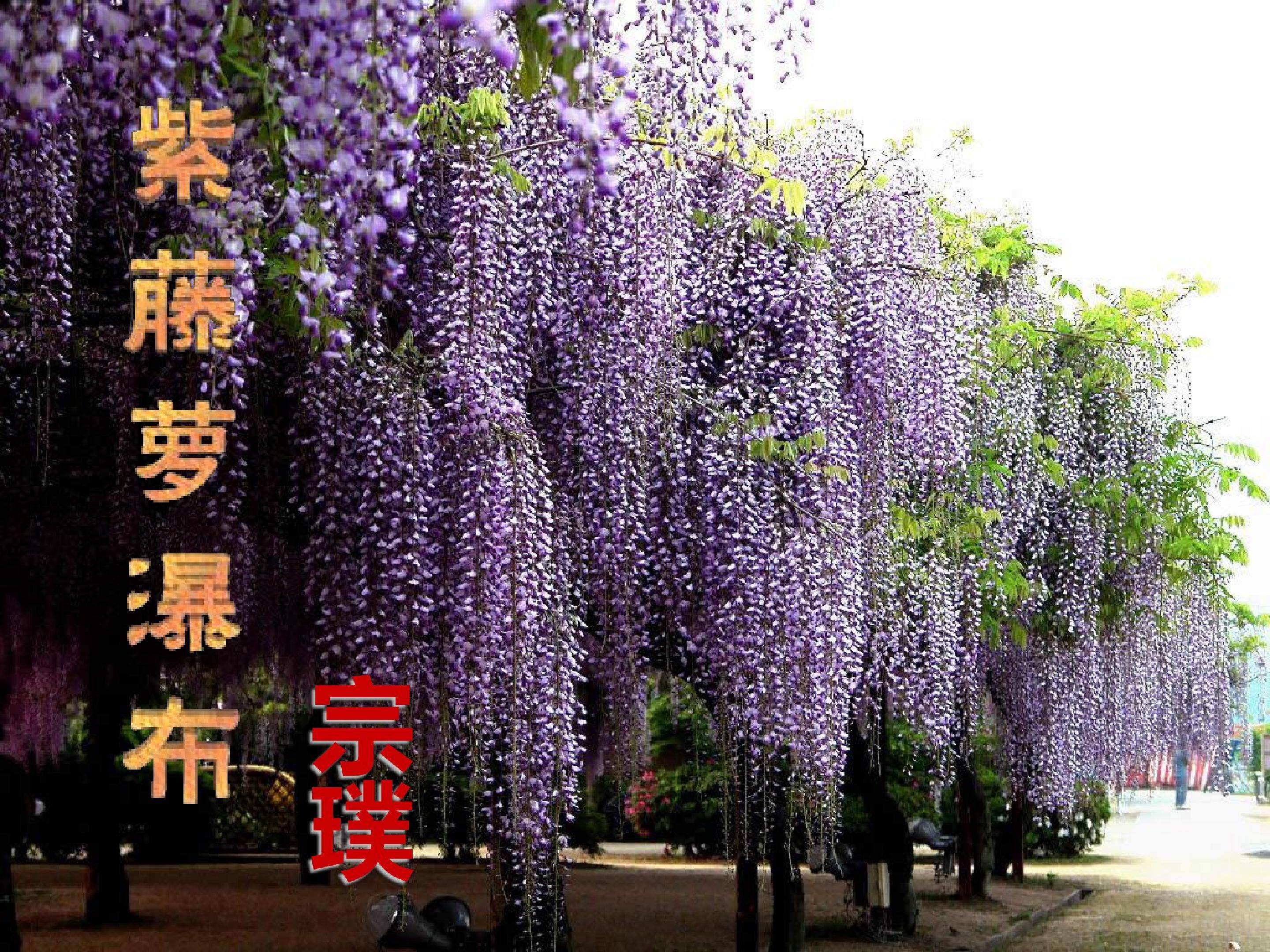 紫藤萝瀑布