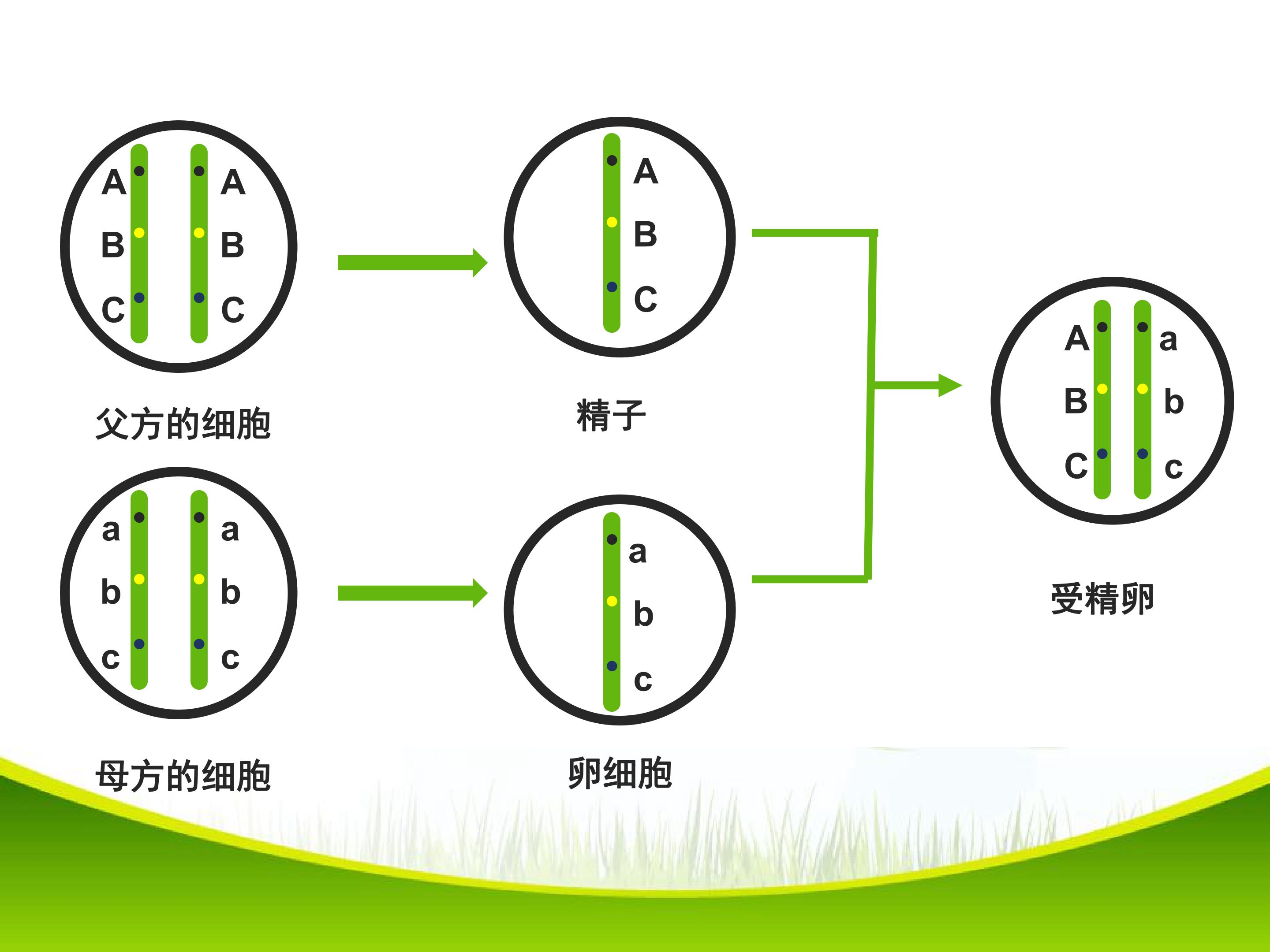 基因的显性和隐性