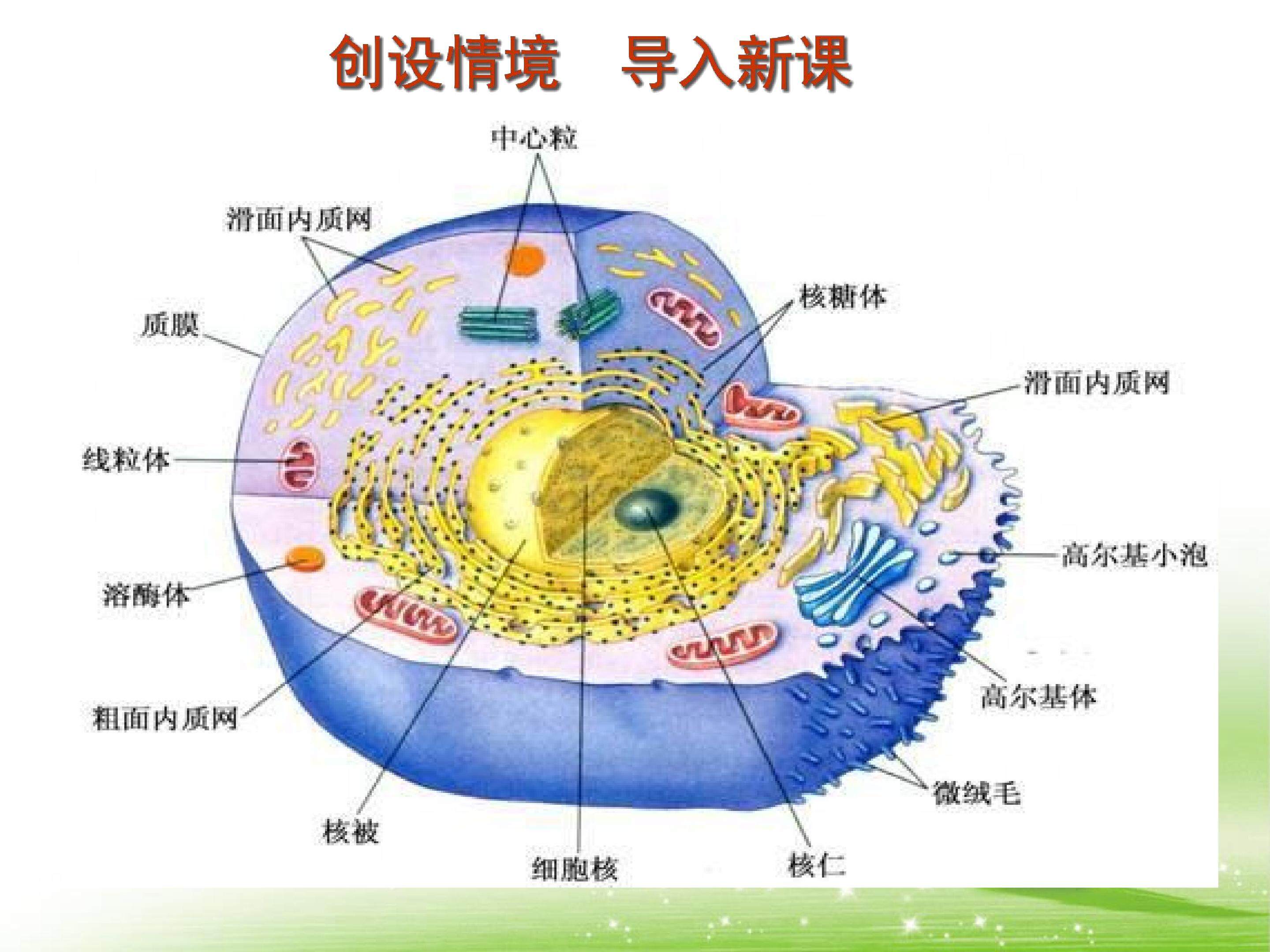 细胞器-系统内的分工合作