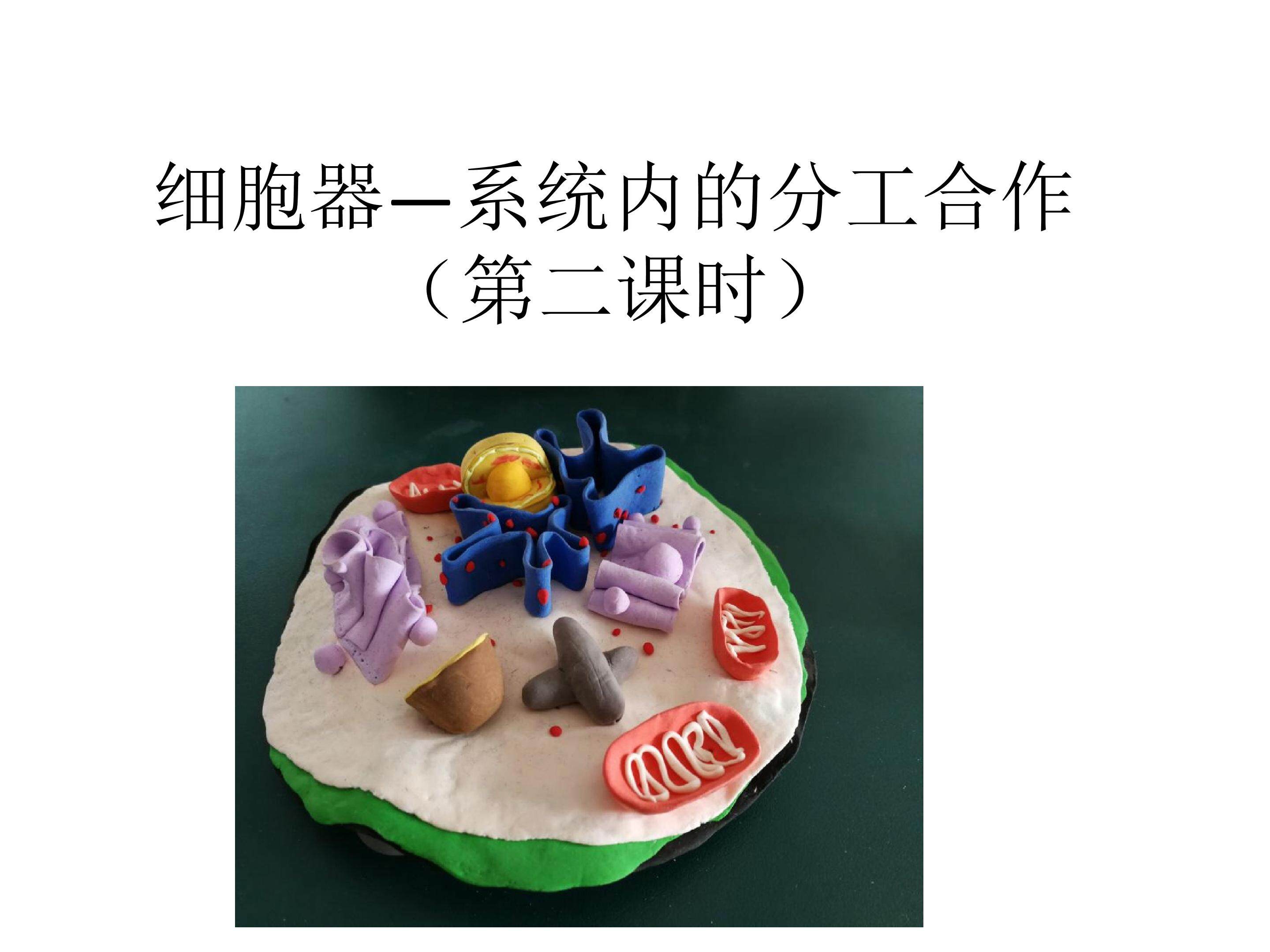 细胞器--系统内的分工合作（第二课时）