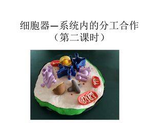 细胞器--系统内的分工合作(第二课时)
