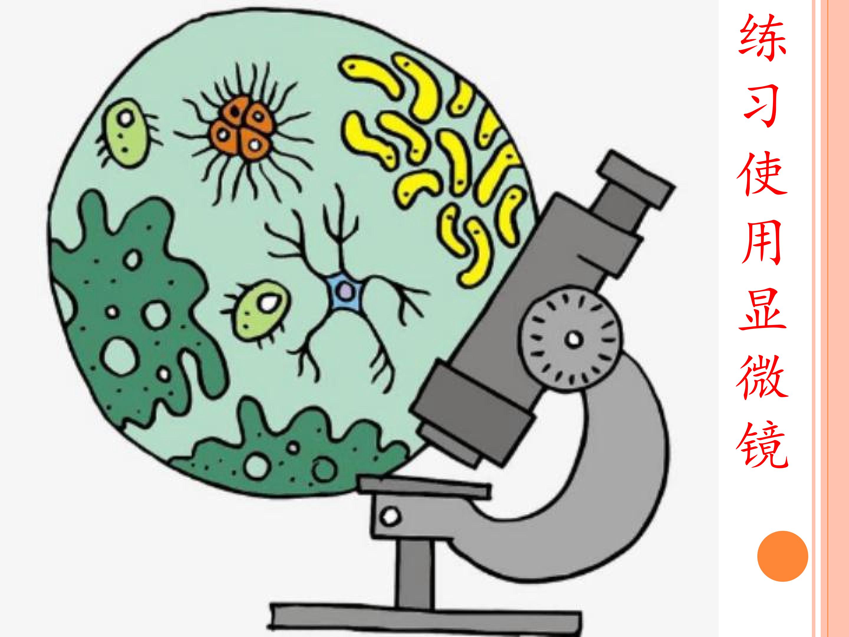 练习使用显微镜