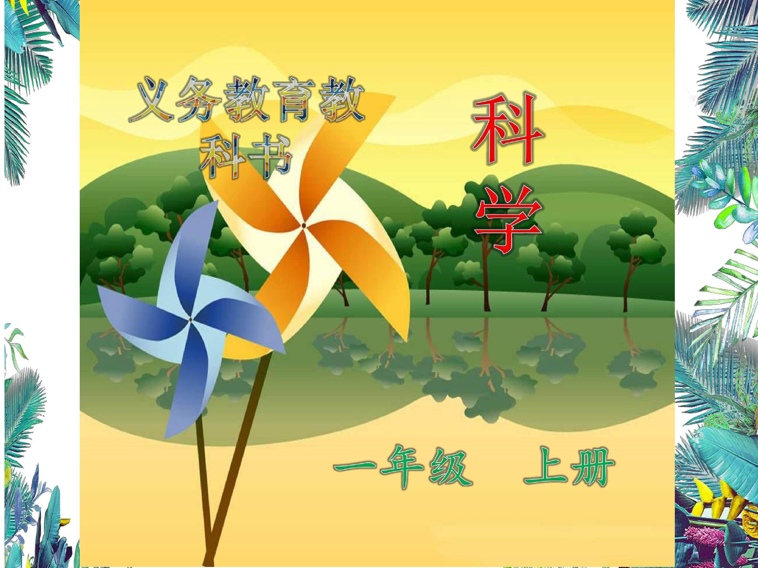 观察树叶