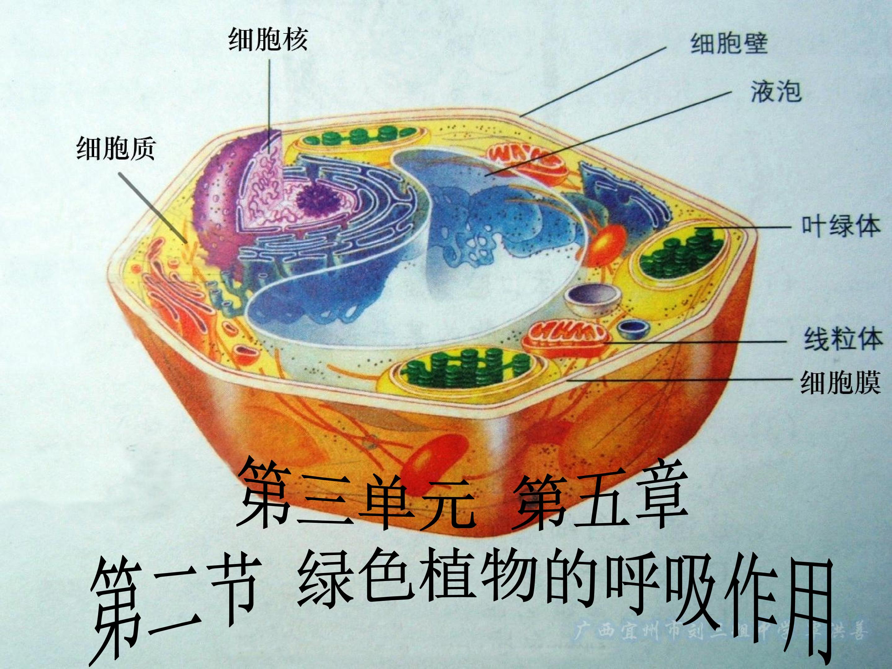 绿色植物的呼吸作用3