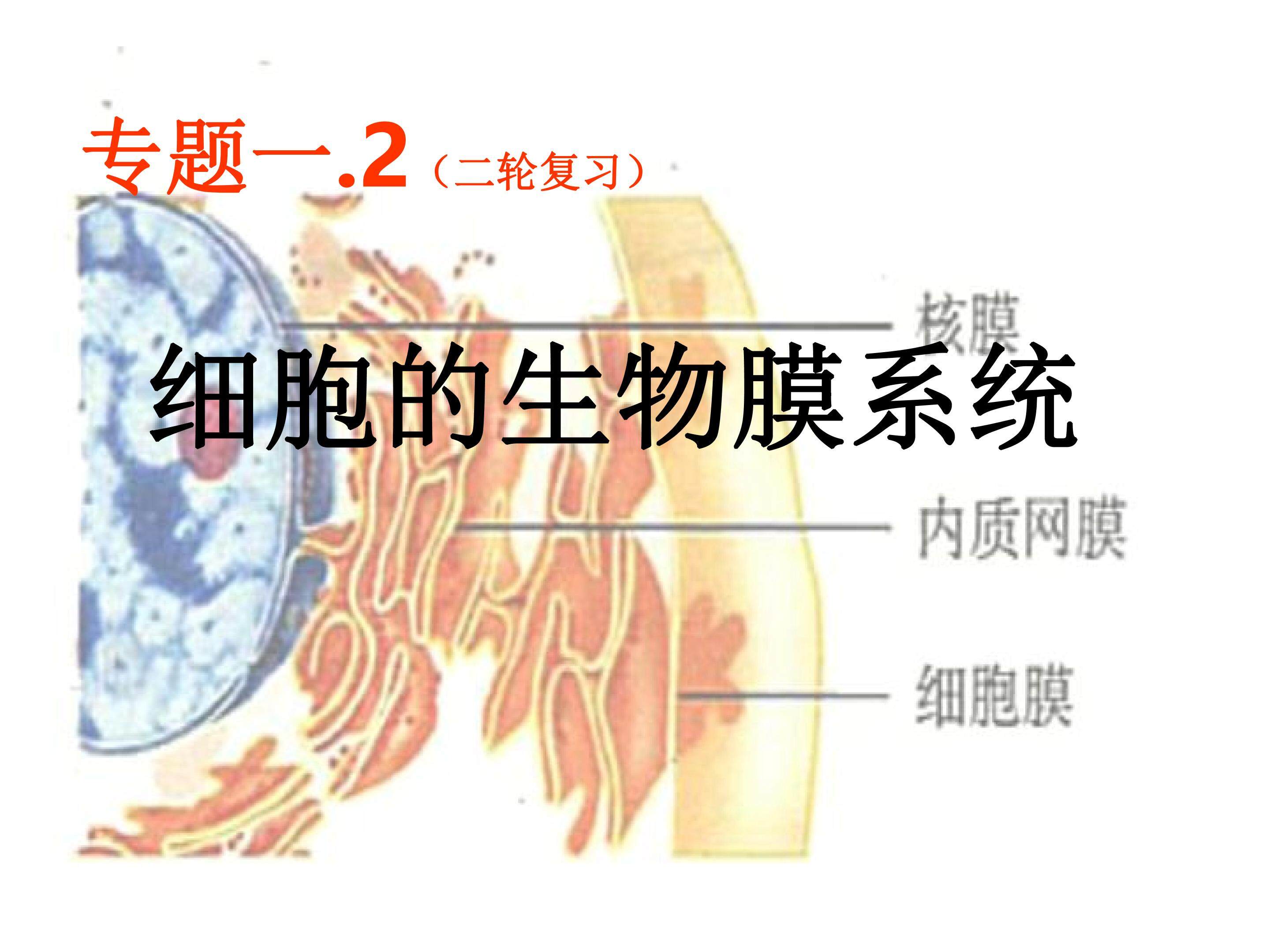 细胞结构-生物膜专题