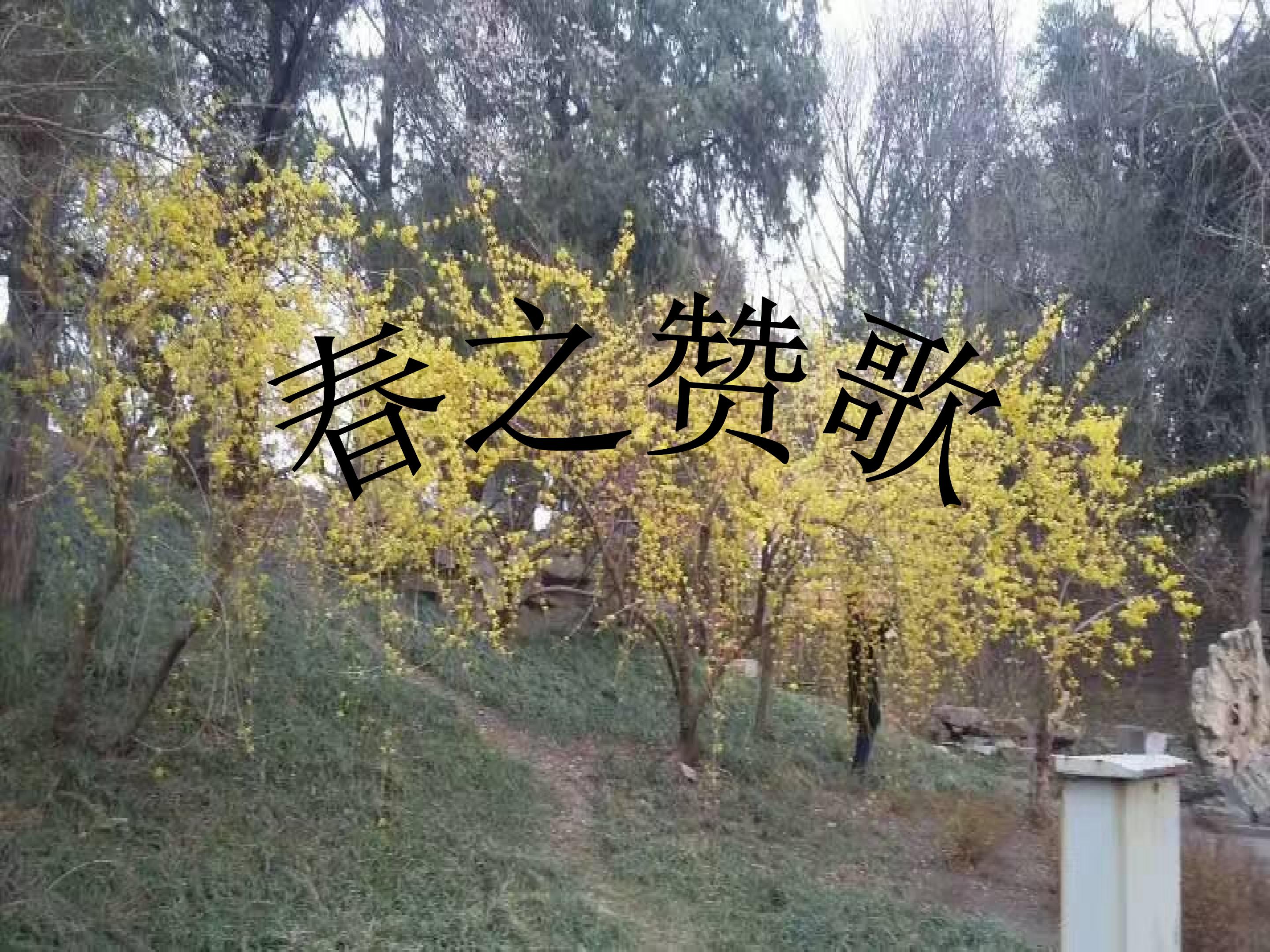 爱绿护绿