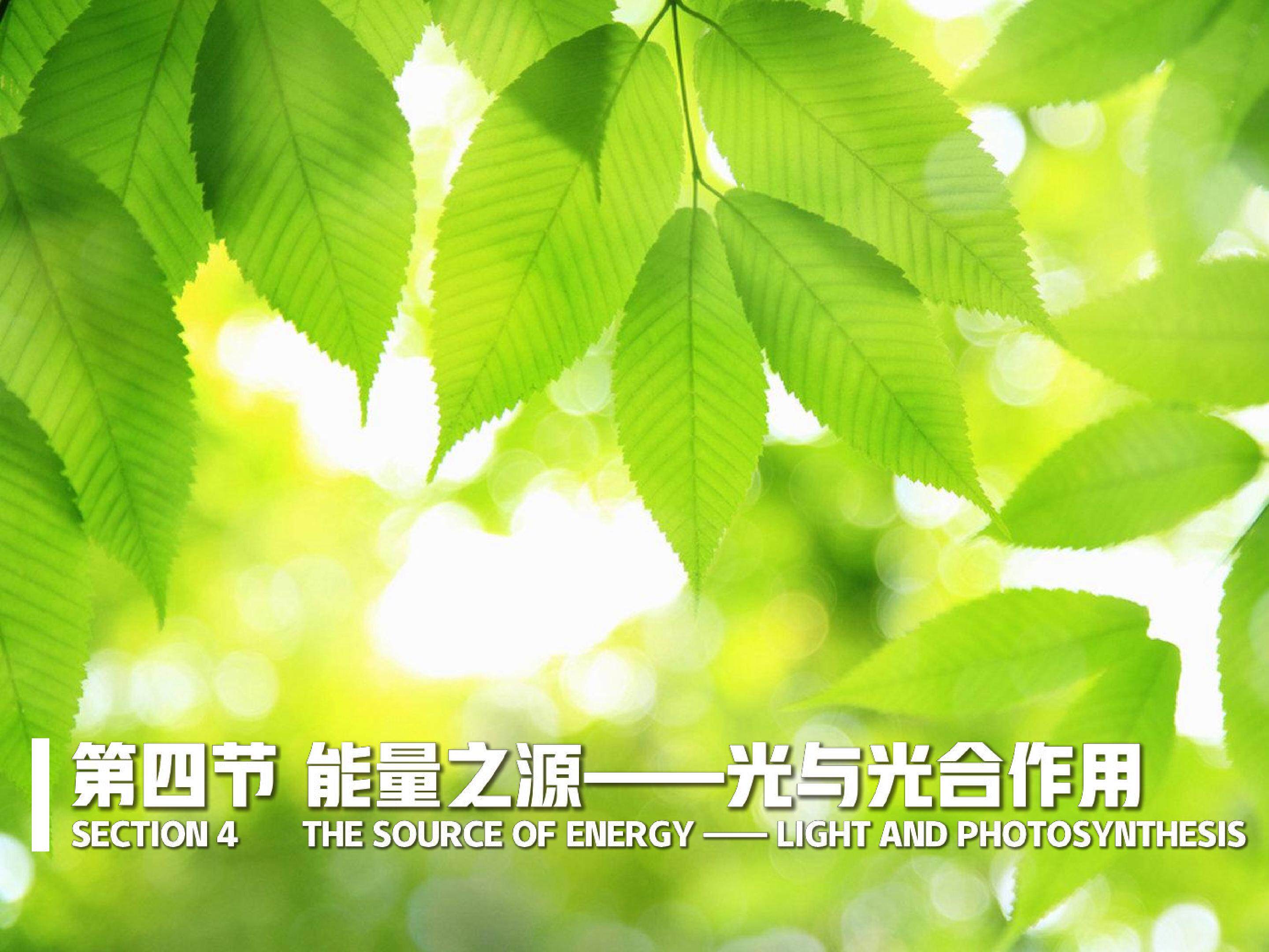 光合作用的原理和应用
