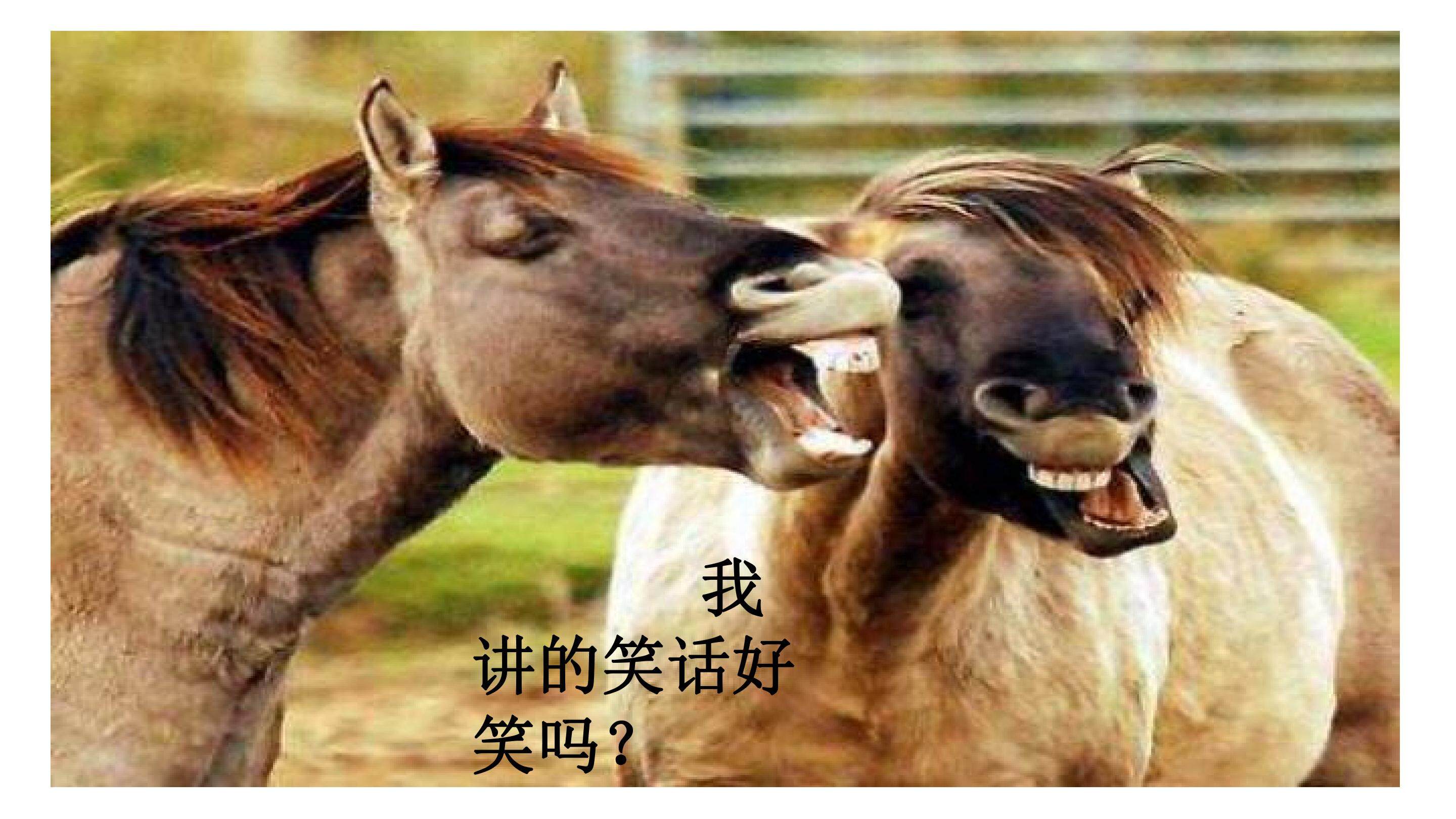 动物笑谈