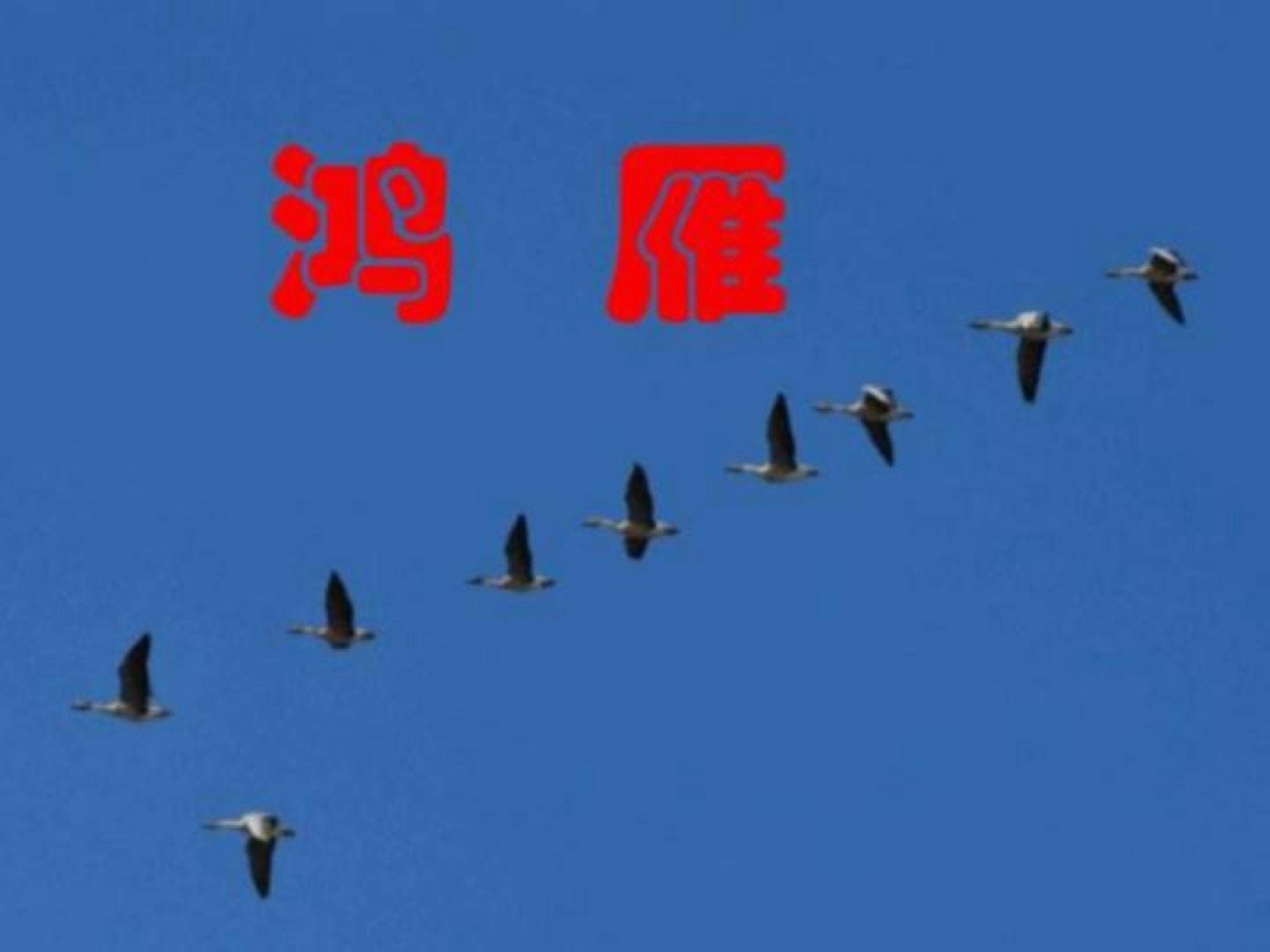 鸿雁