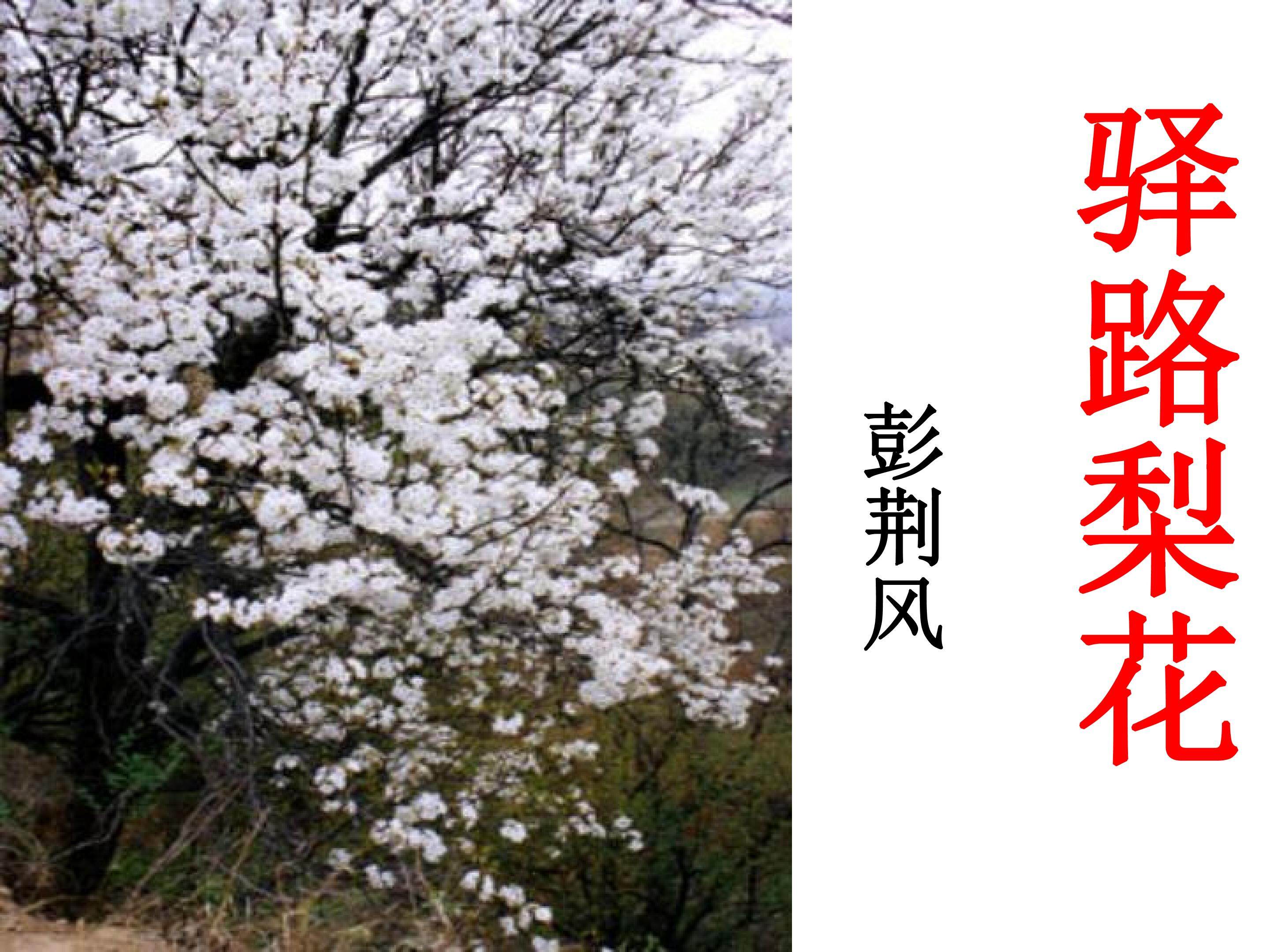驿路梨花