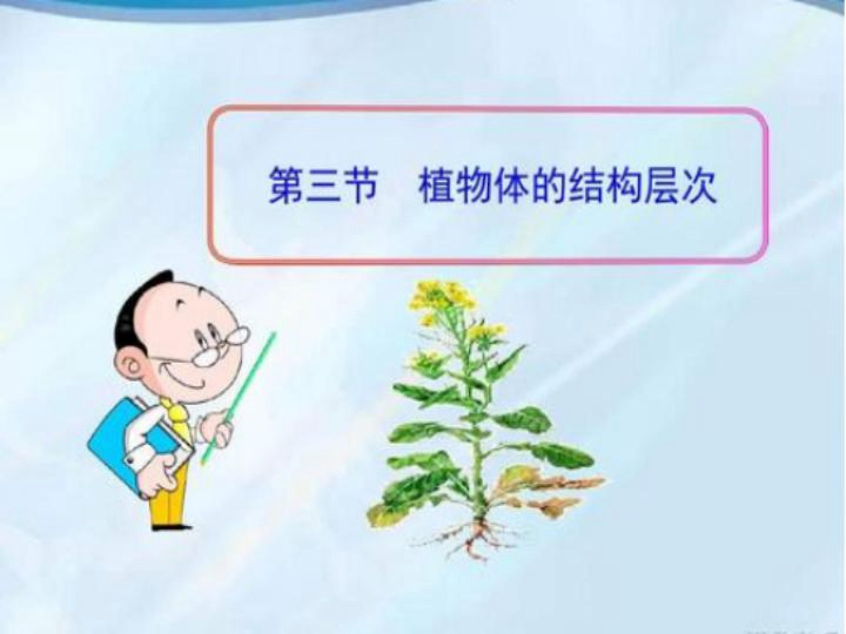 植物体的结构层次