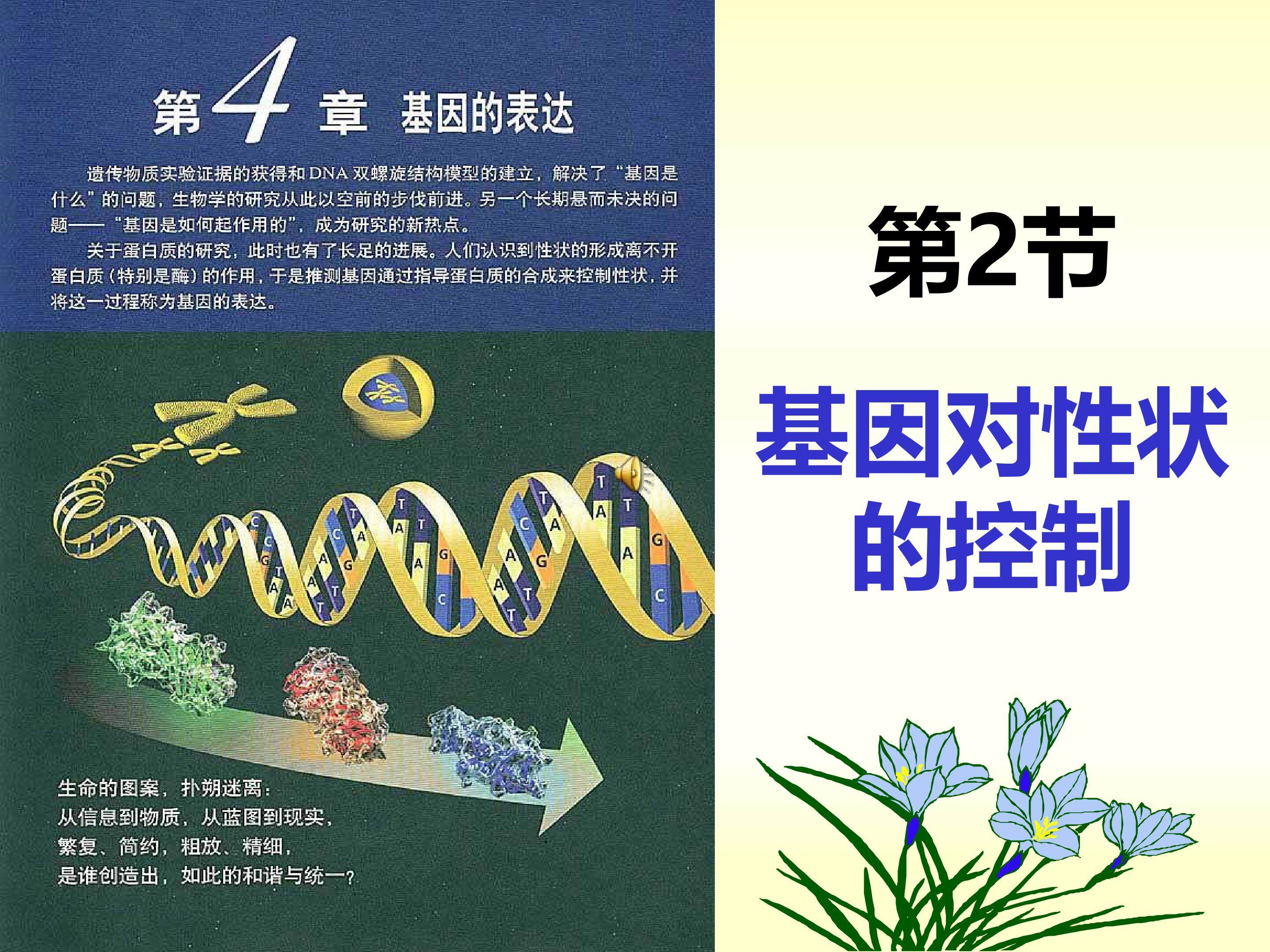 基因对性状的控制
