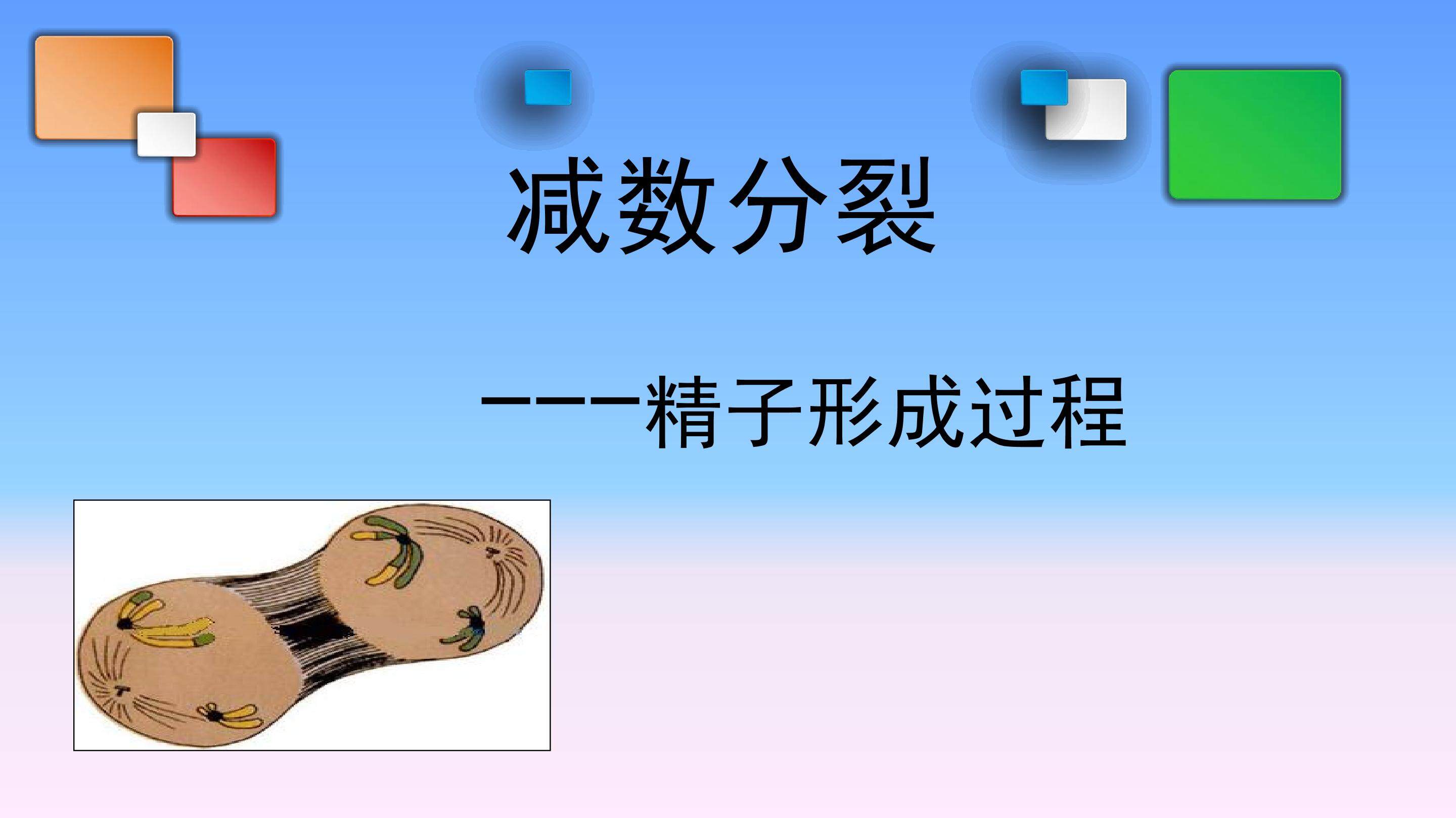 减数分裂