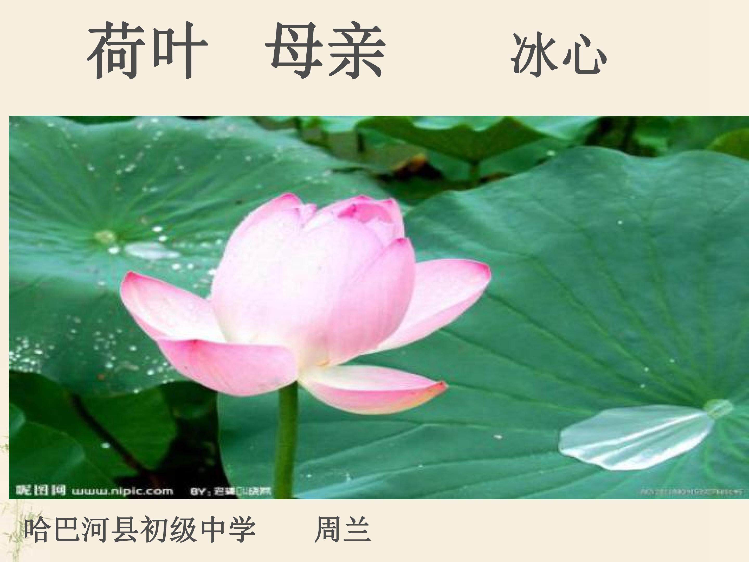 荷叶.母亲