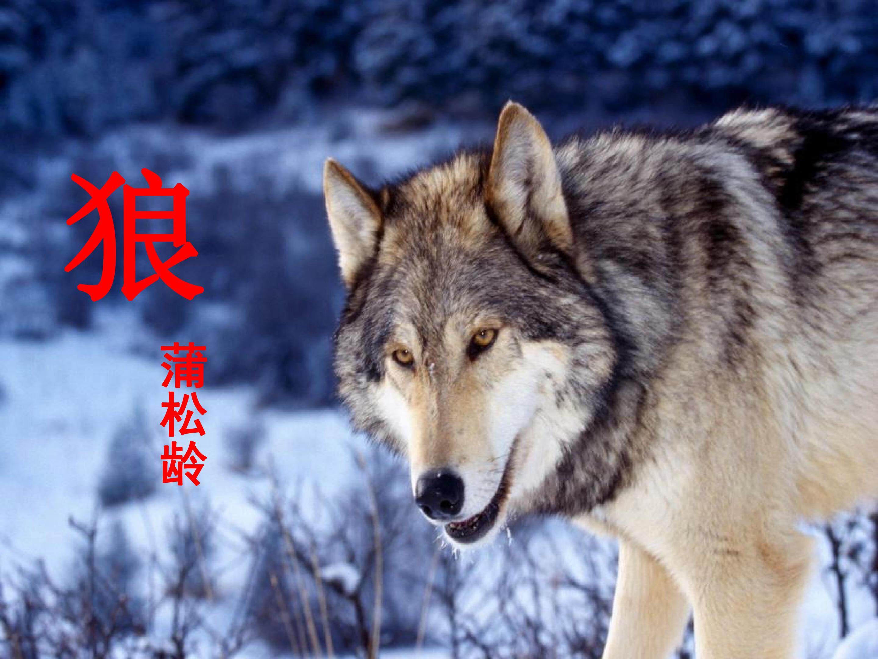 狼