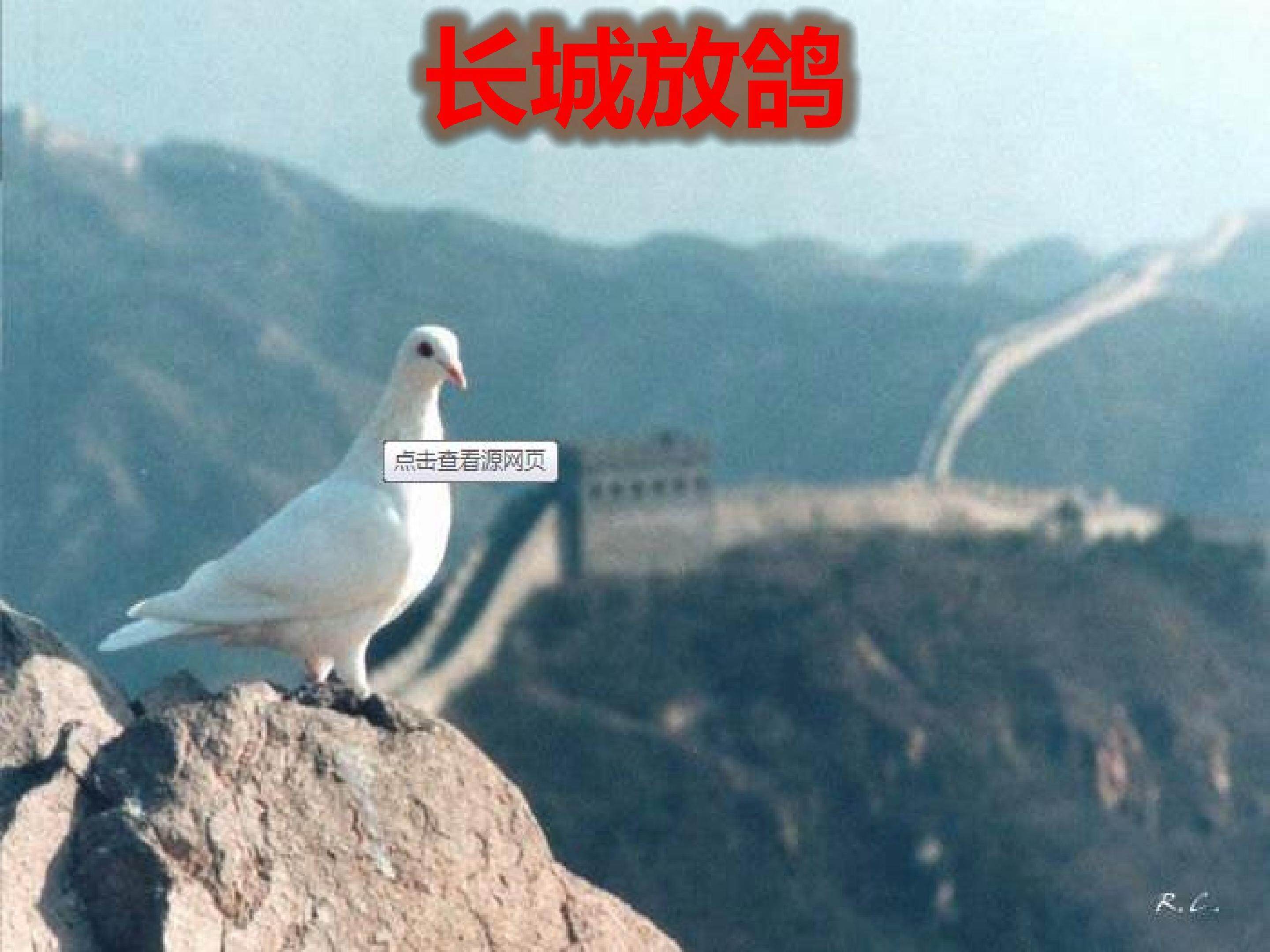 长城放鸽