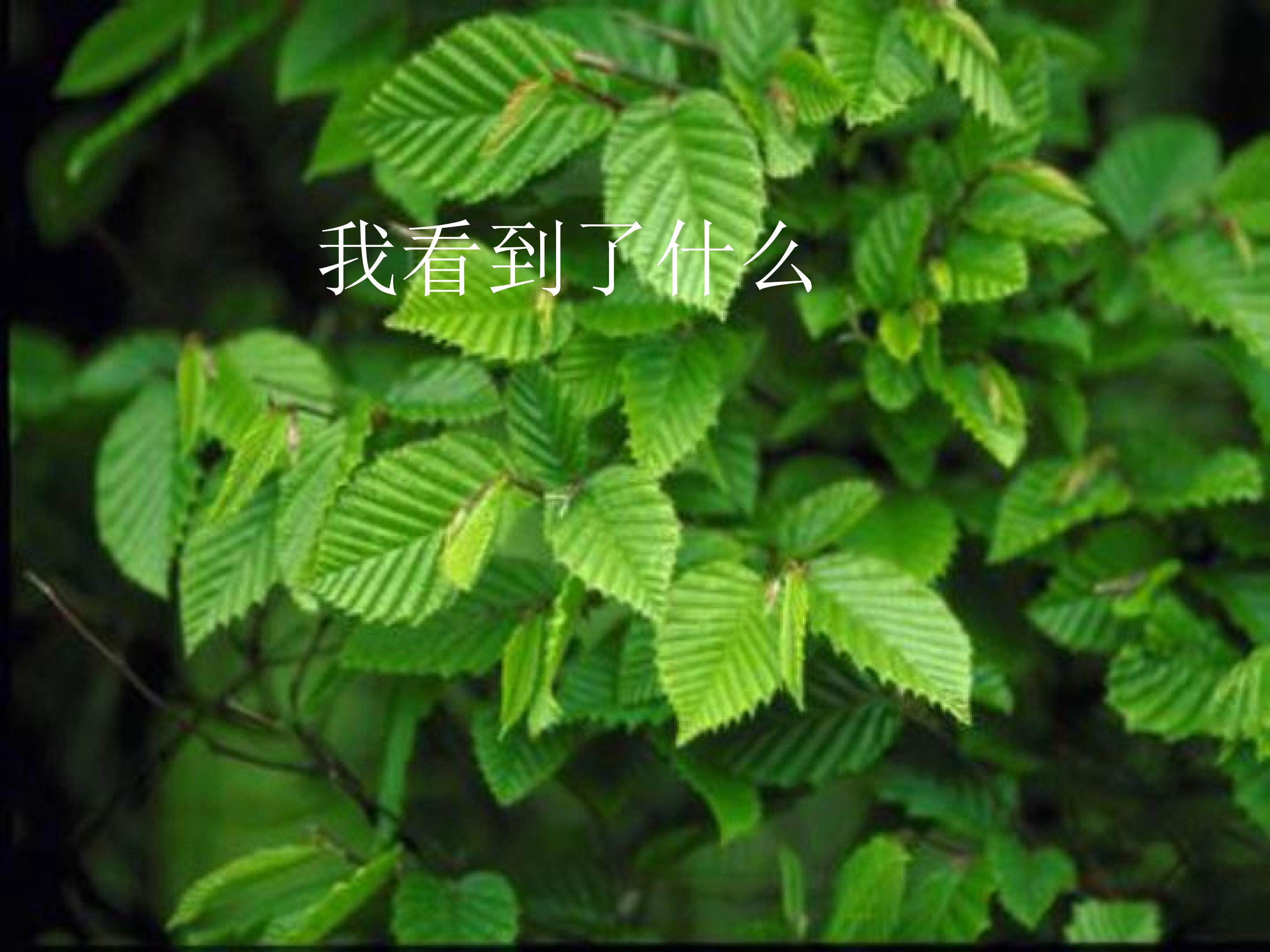 观察春天的植物