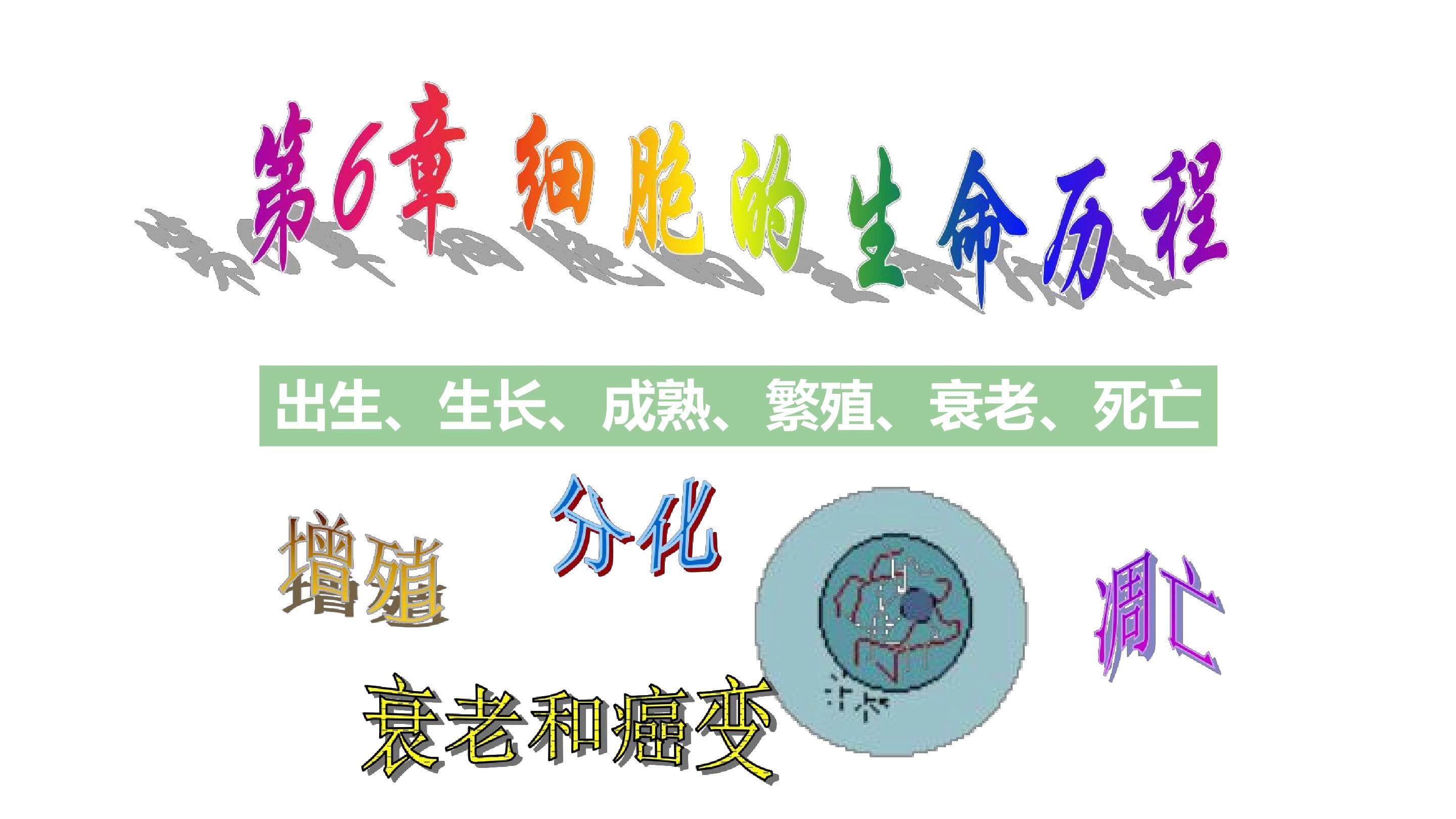 有丝分裂