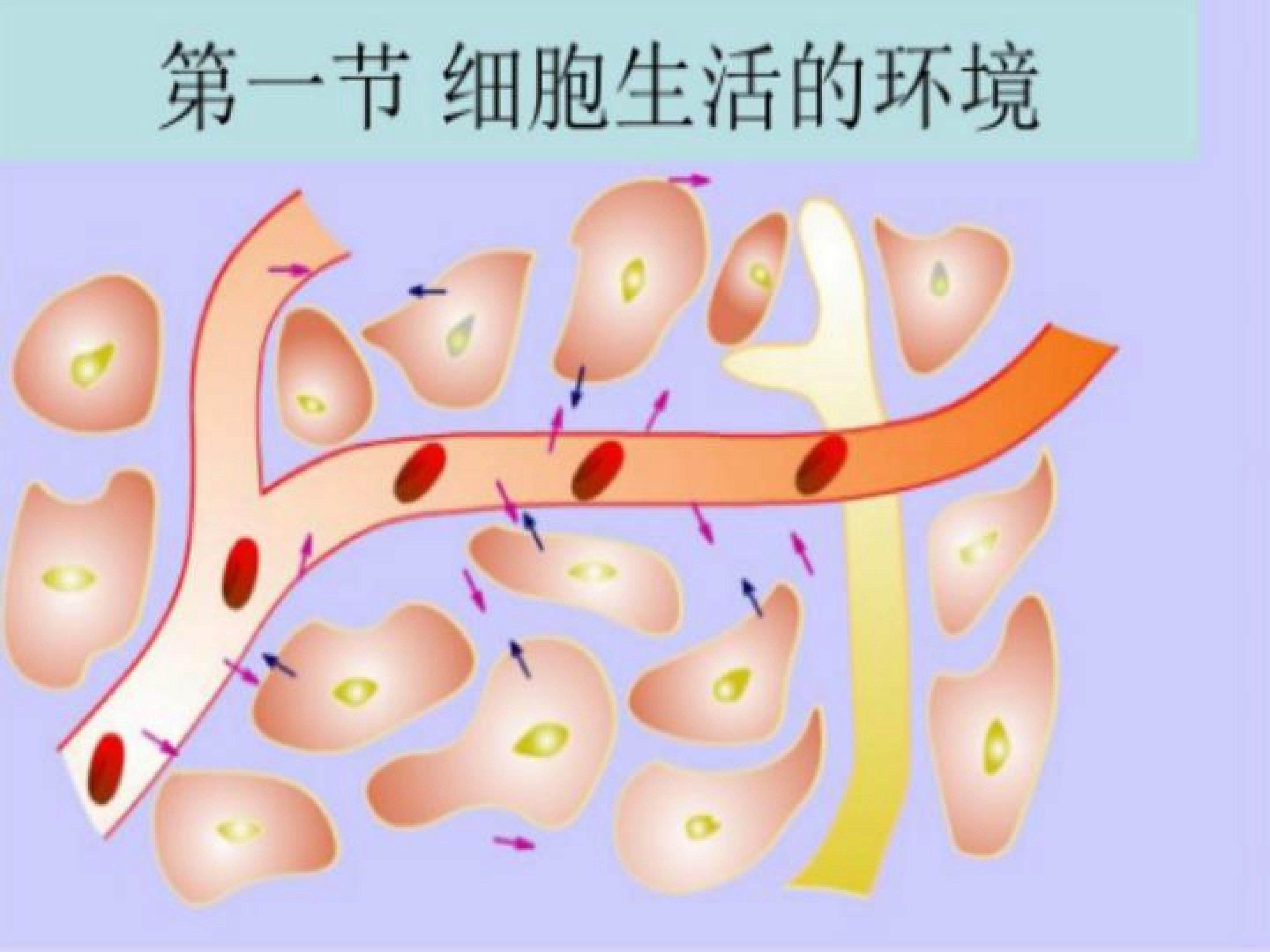 细胞生活的环境