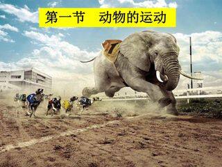 动物的运动 (2)