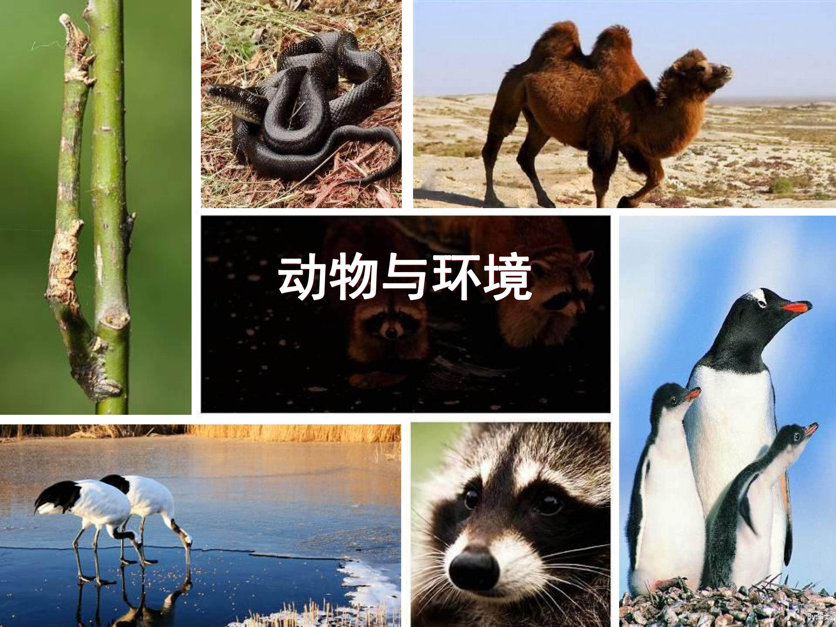动物与环境 (2)