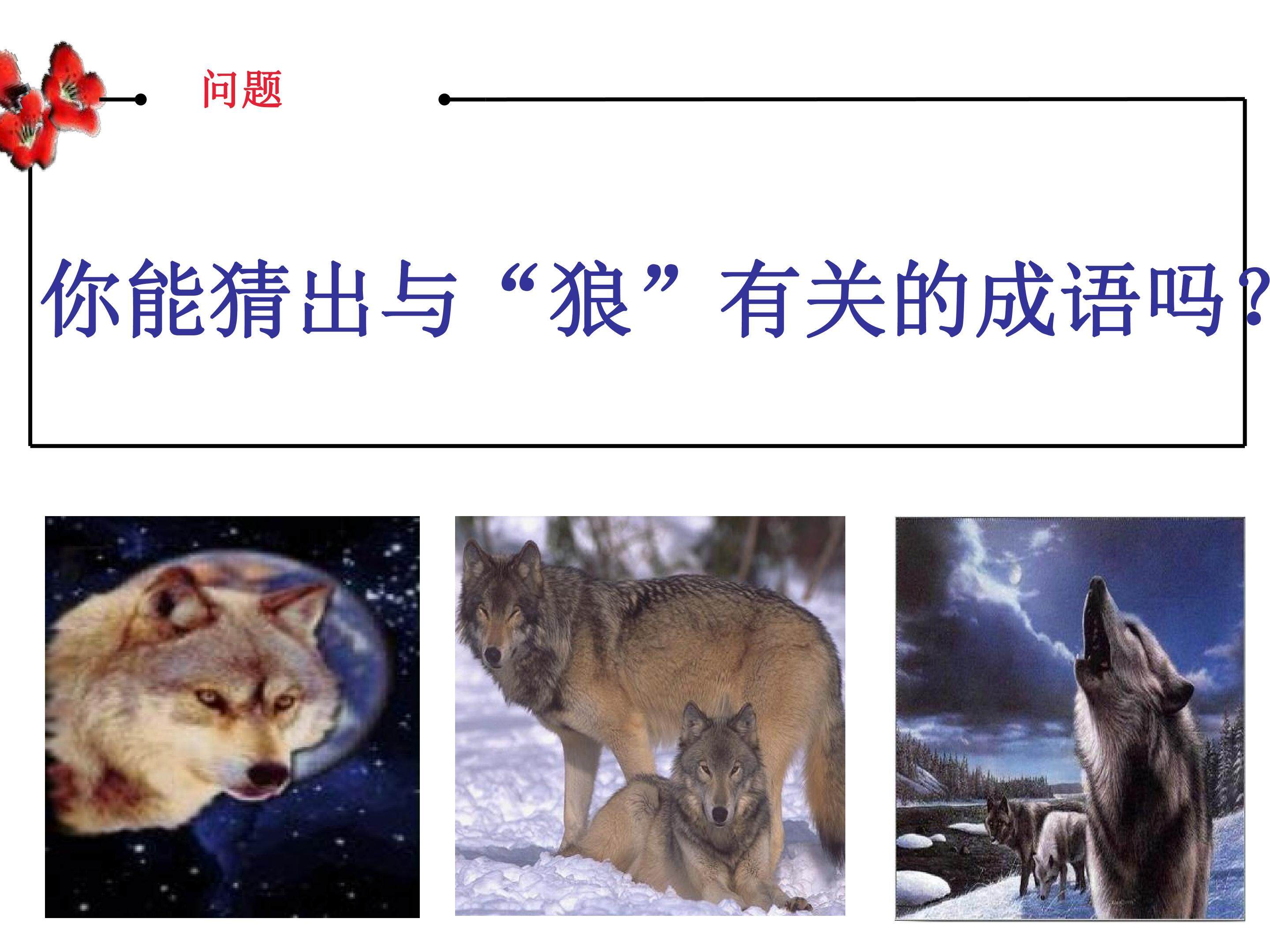 狼