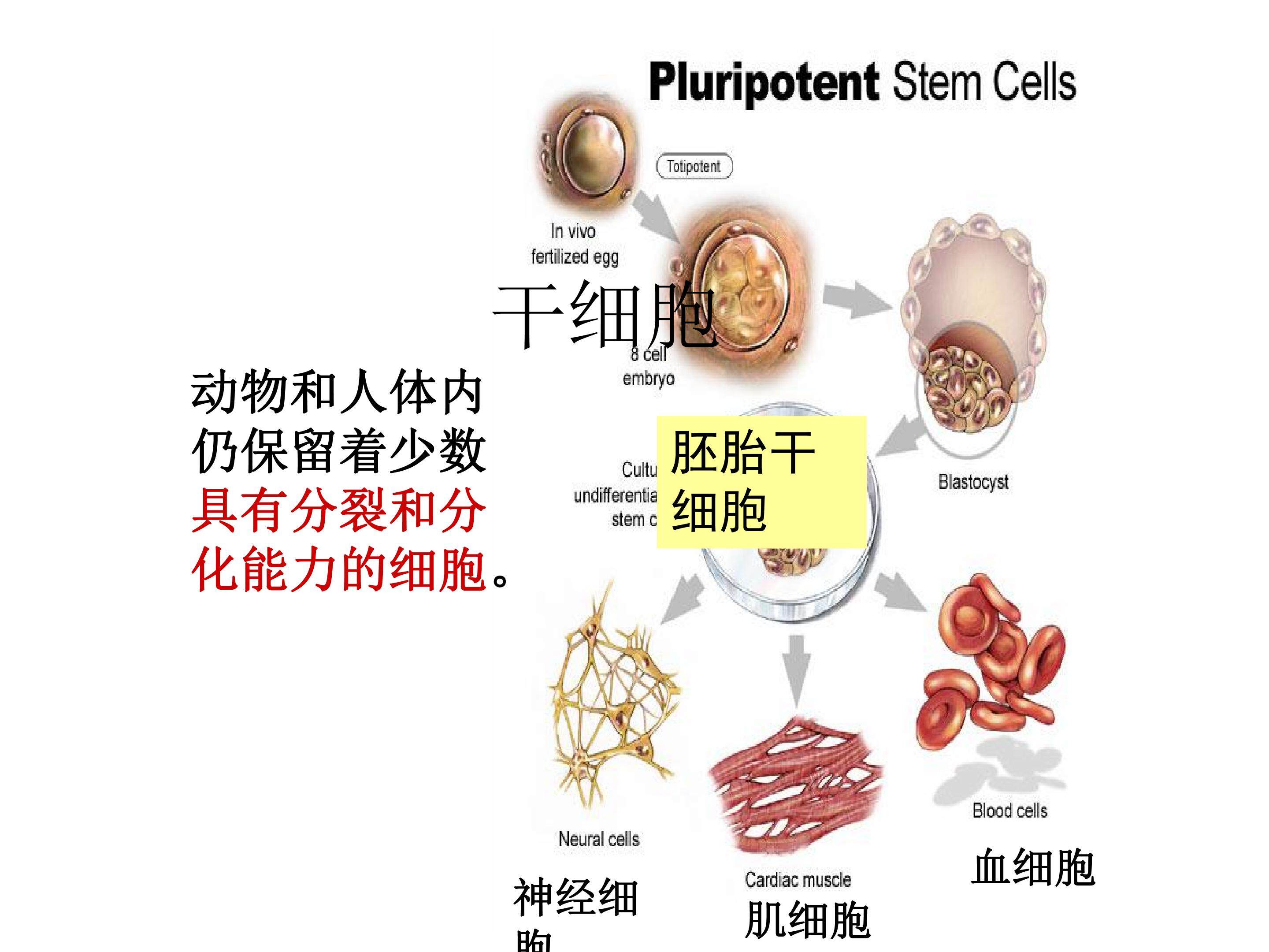 细胞分化训练