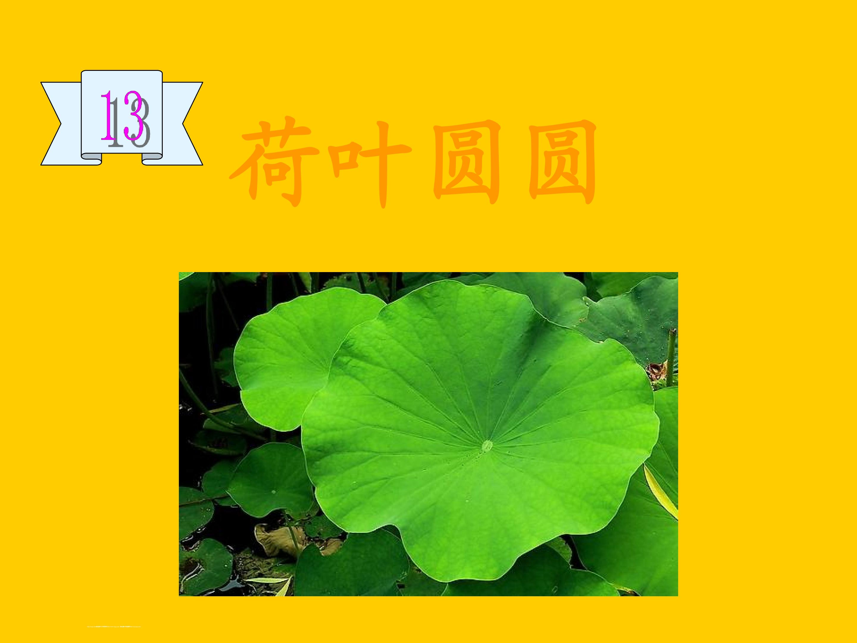 荷叶圆圆