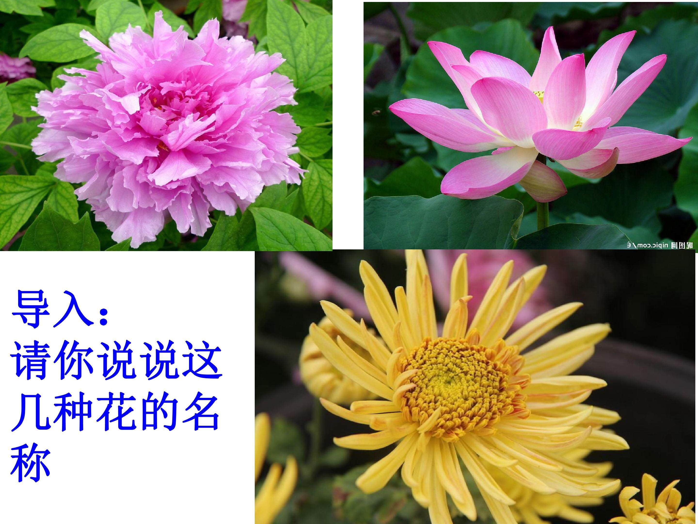 爱莲说
