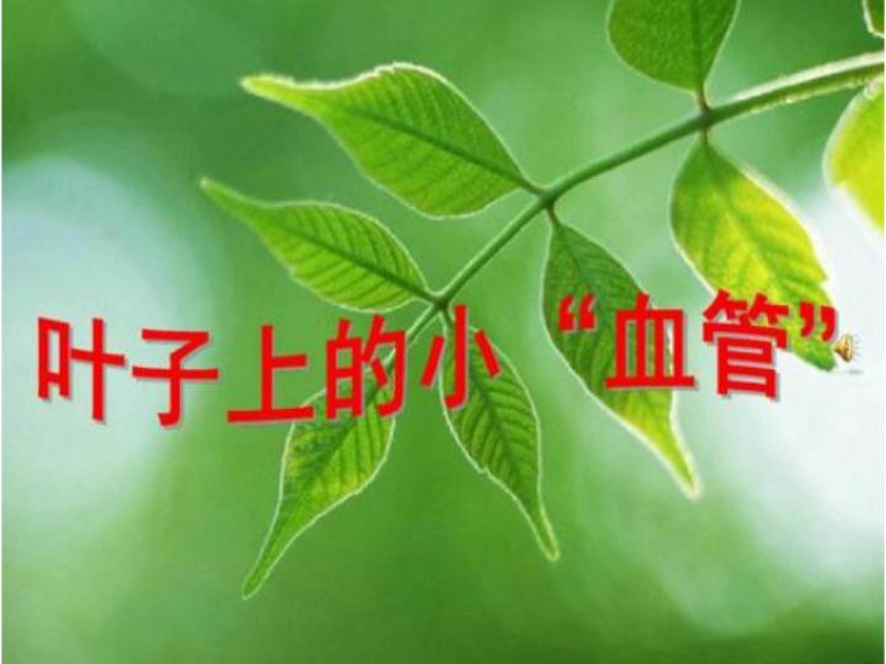 叶子上的小“血管”