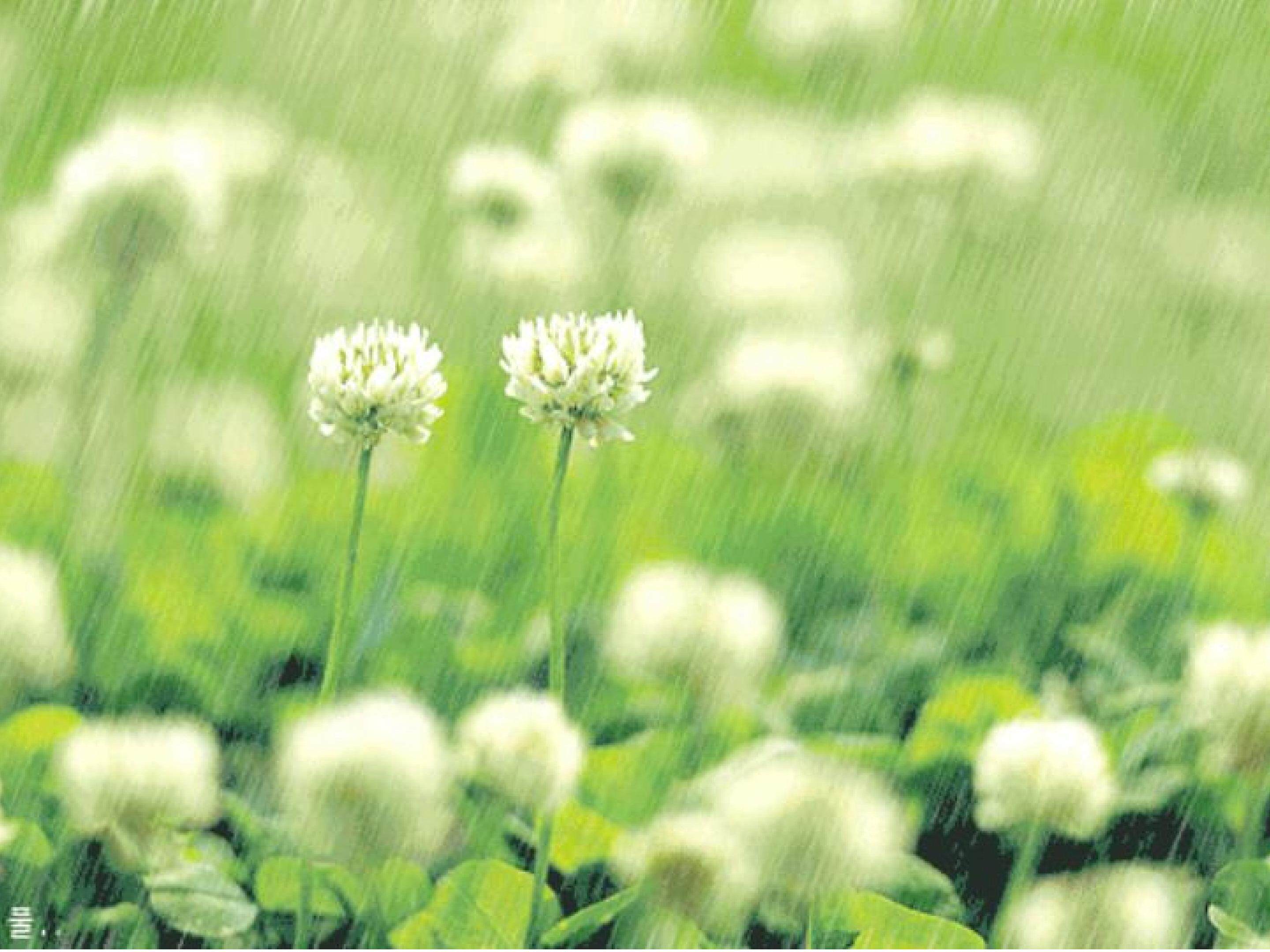 雨的四季