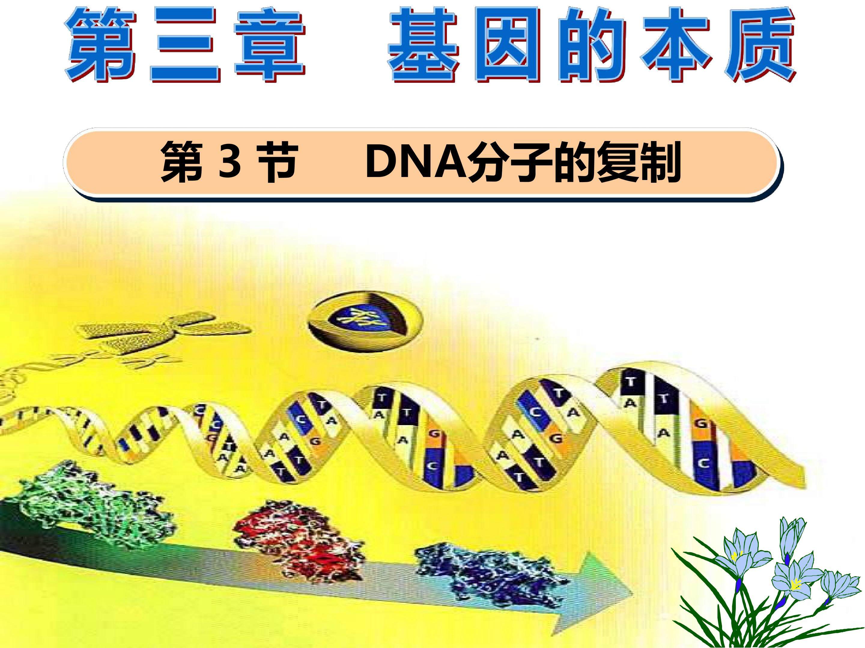 DNA分子的复制