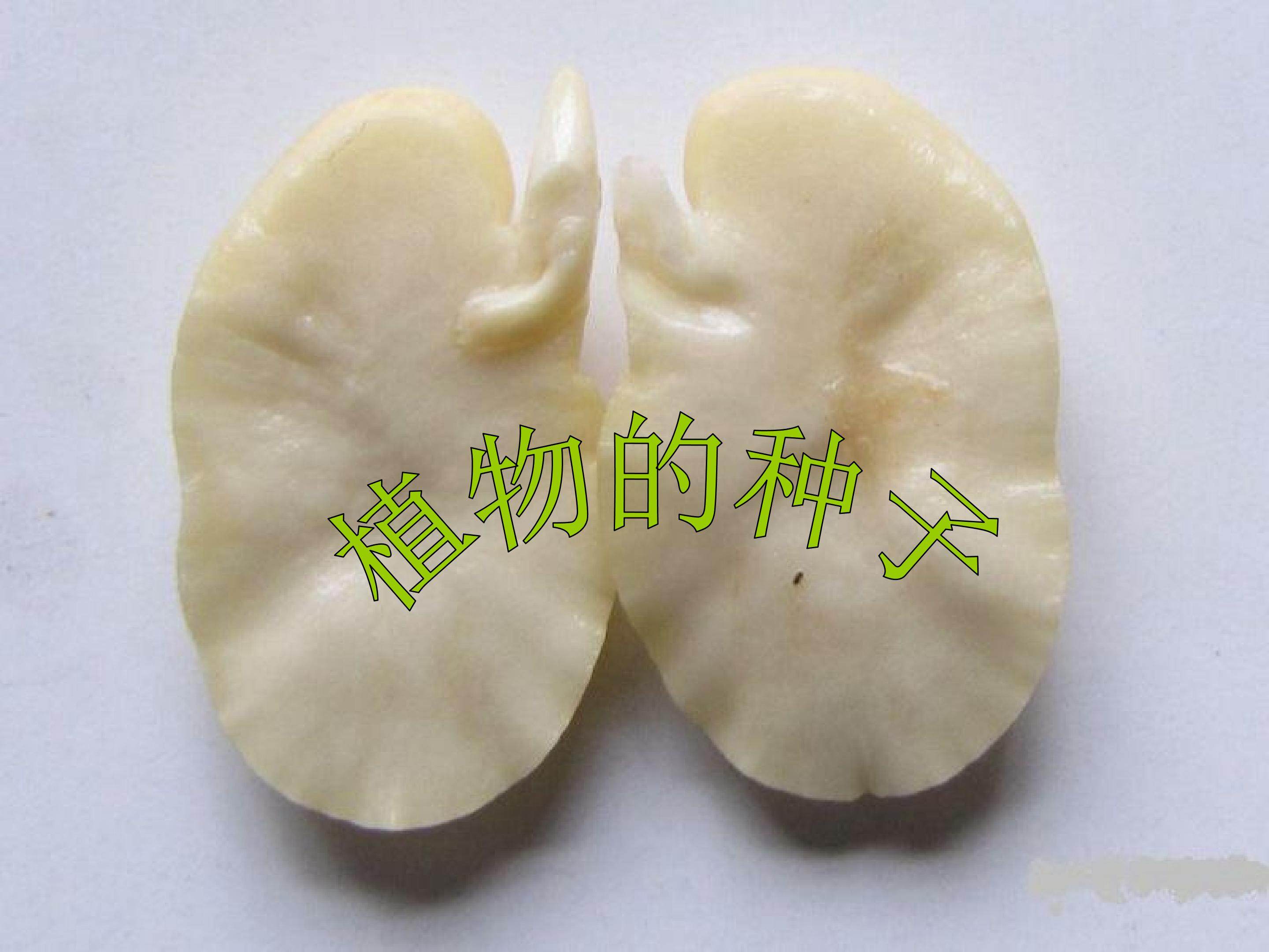 植物的种子