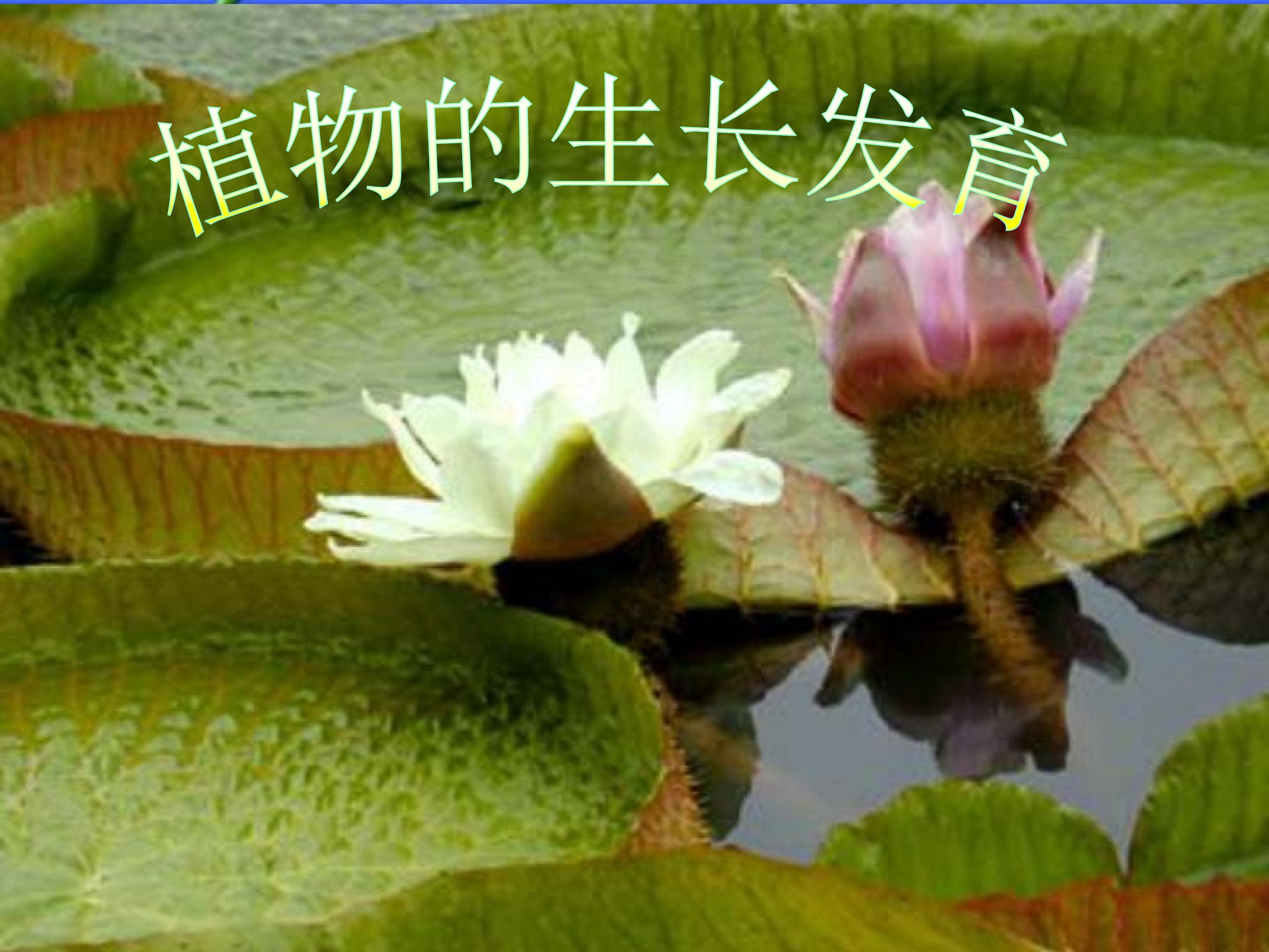 是什么在影响植物生长