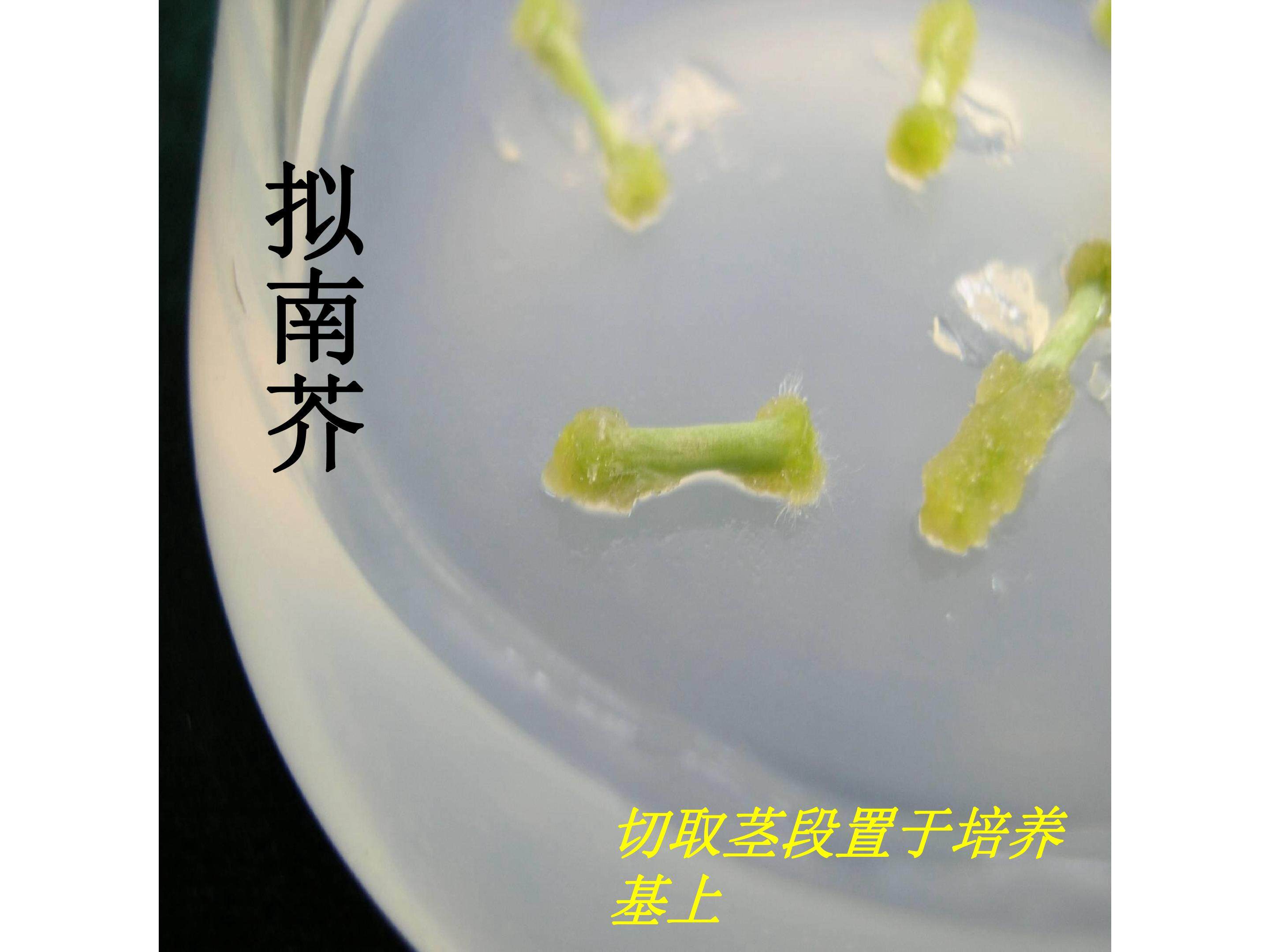细胞分化的图例