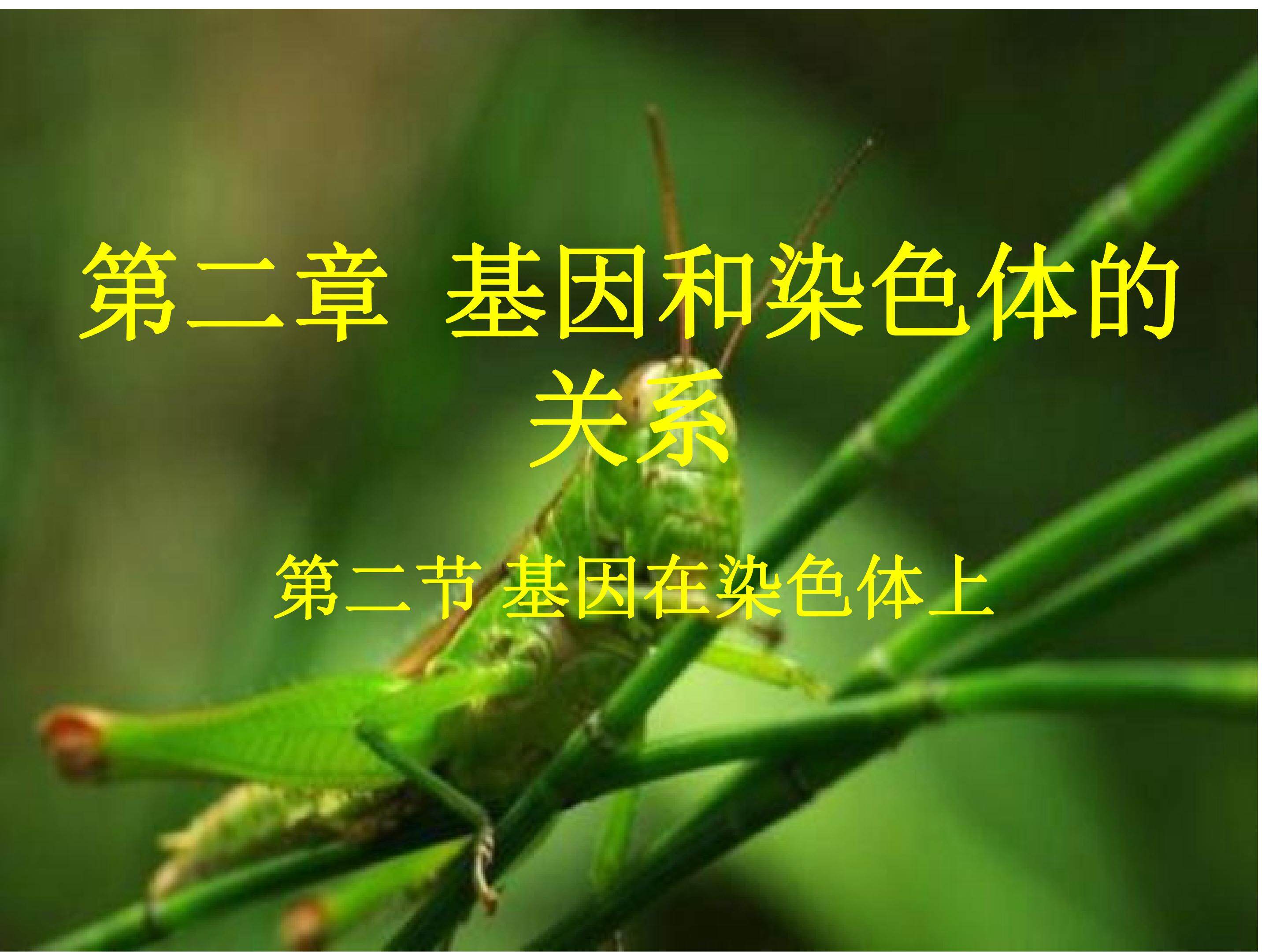 基因在染色体上
