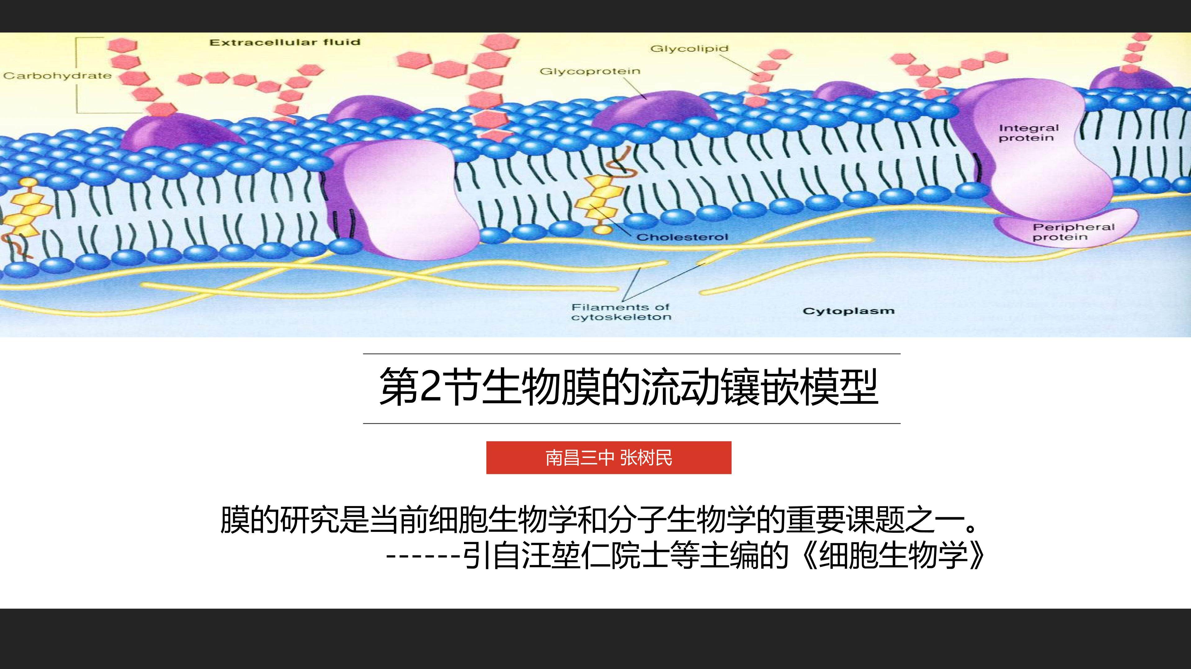 生物膜的流动镶嵌模型（基于stem的学习）