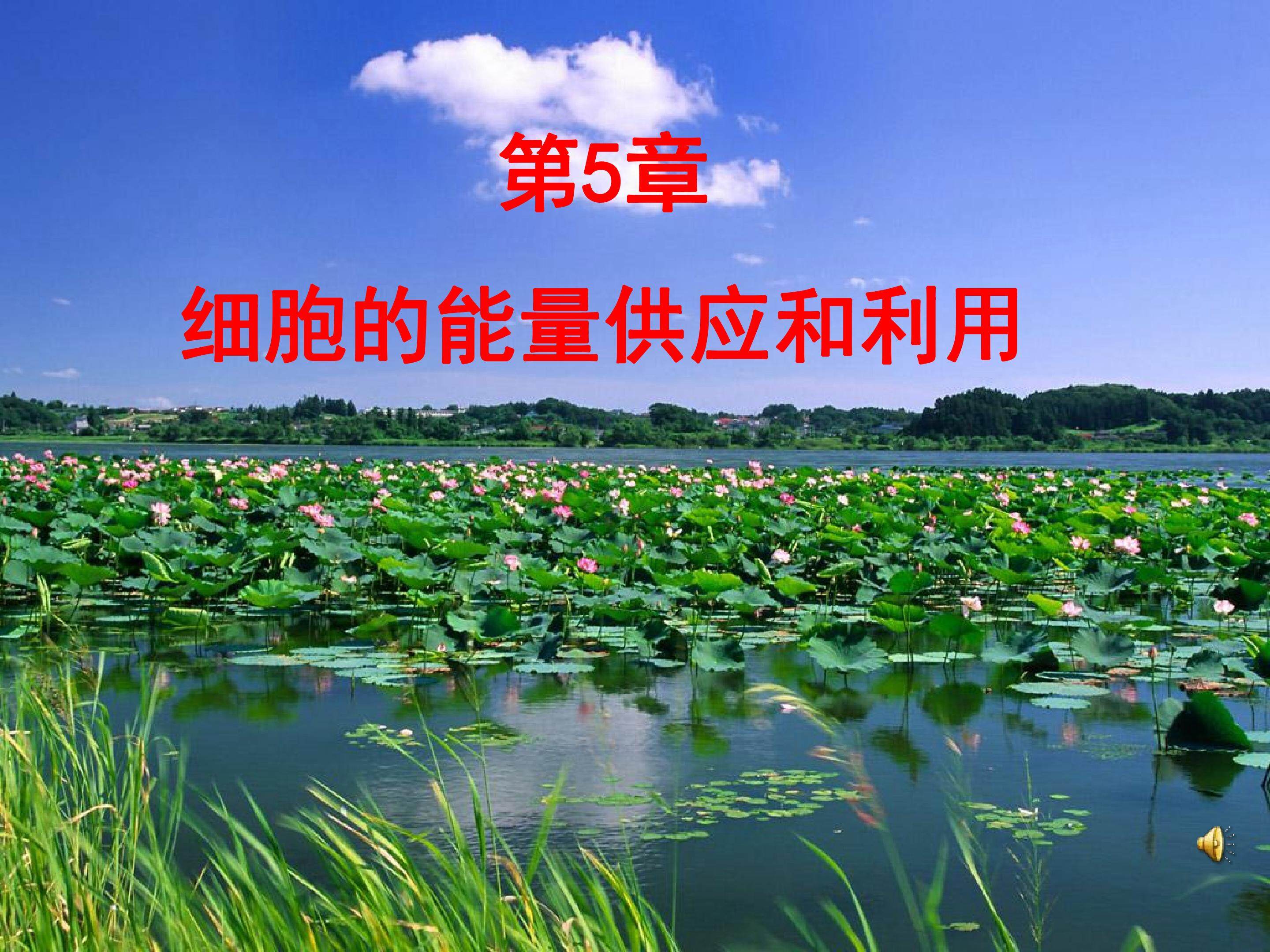 酶的作用和本质