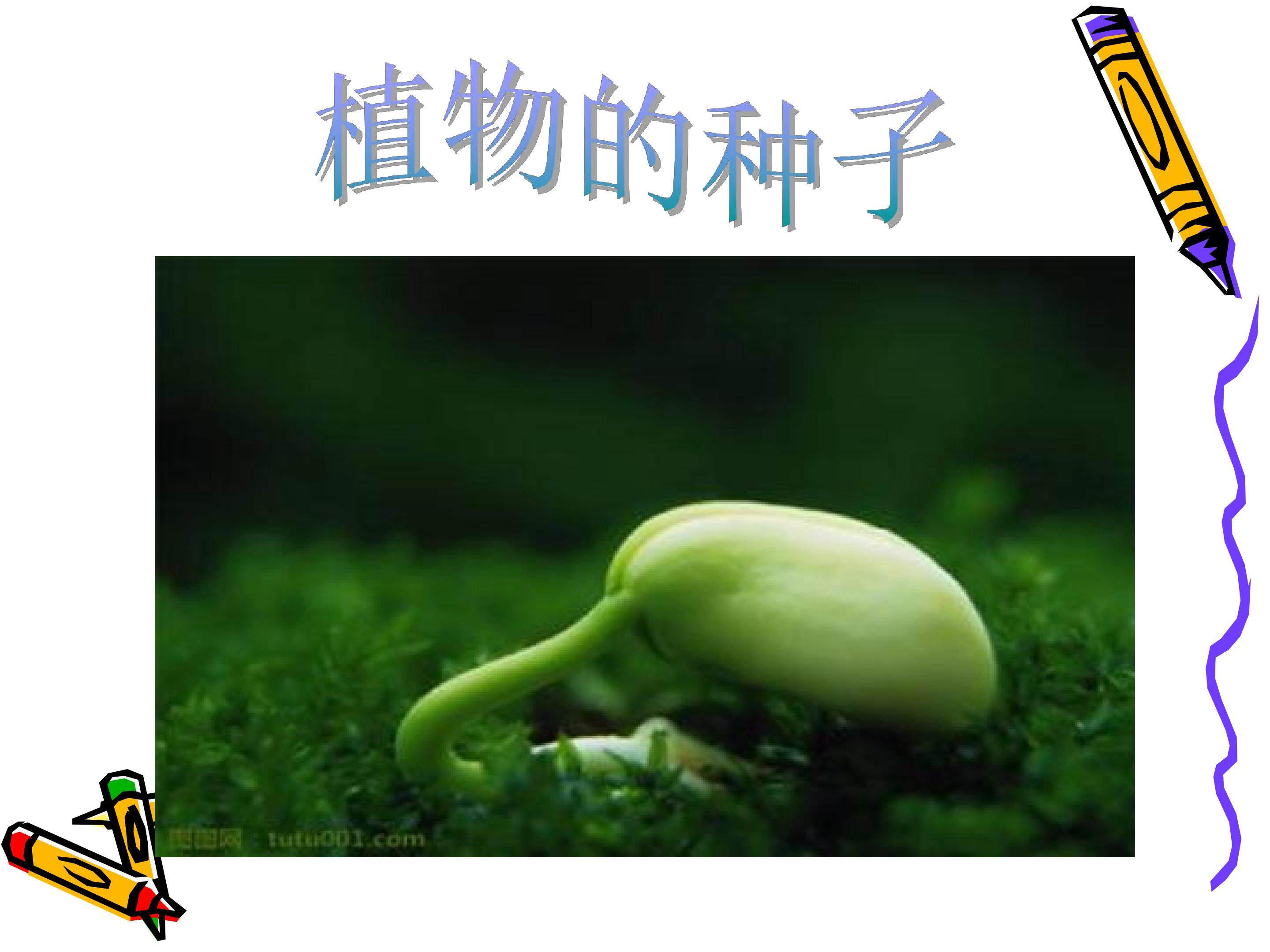 植物的种子