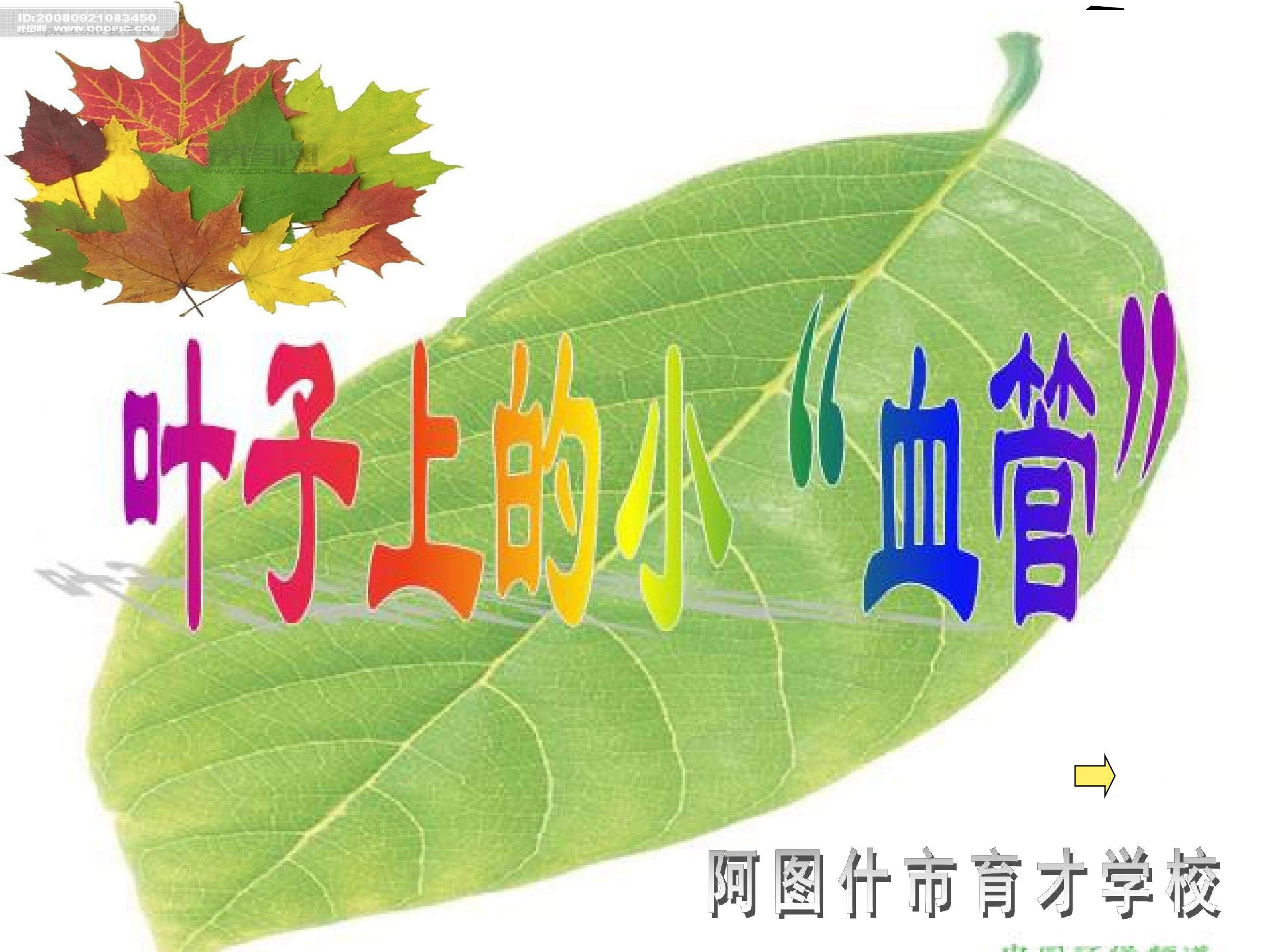 叶子上的小血管
