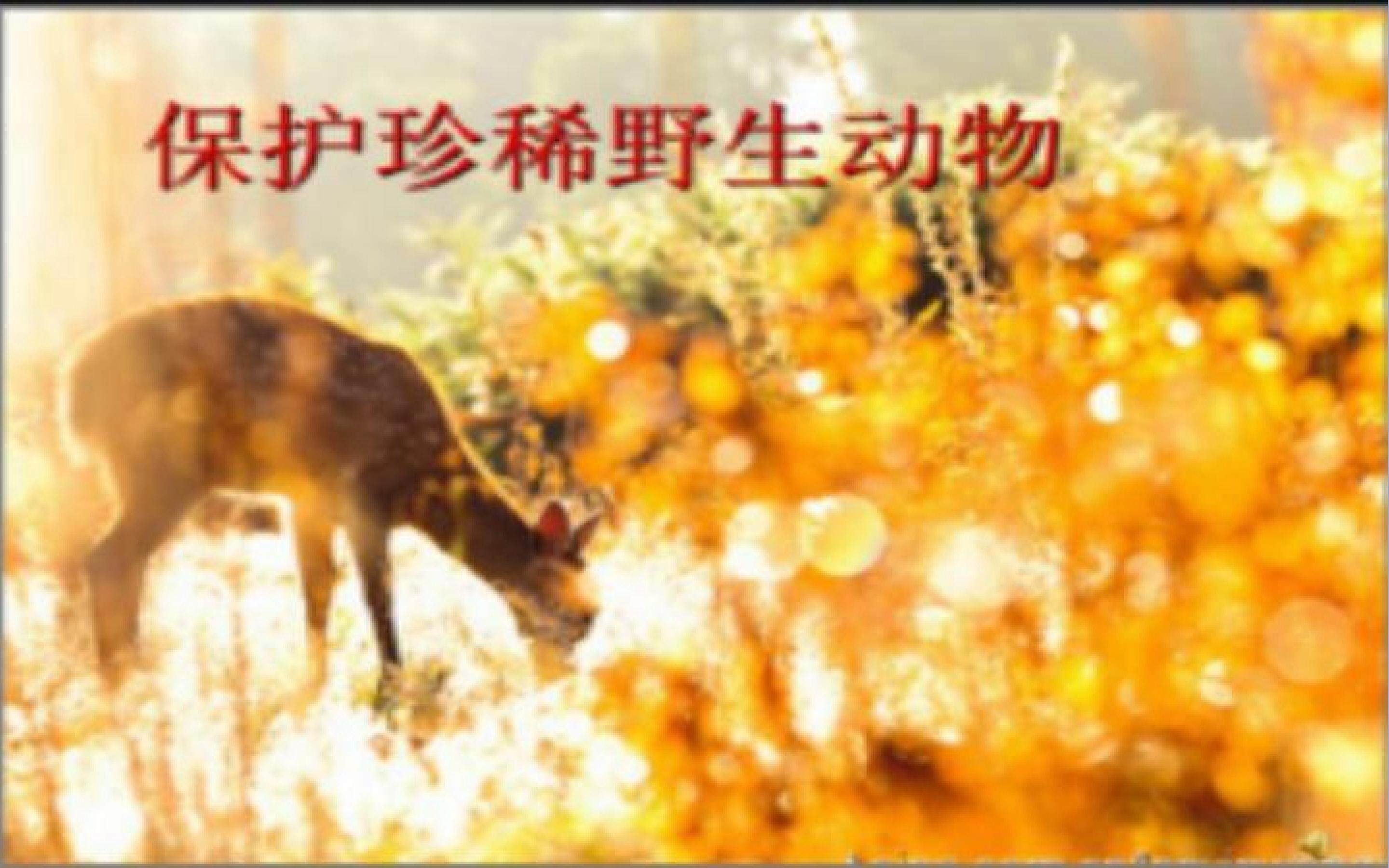 保护珍稀野生动物