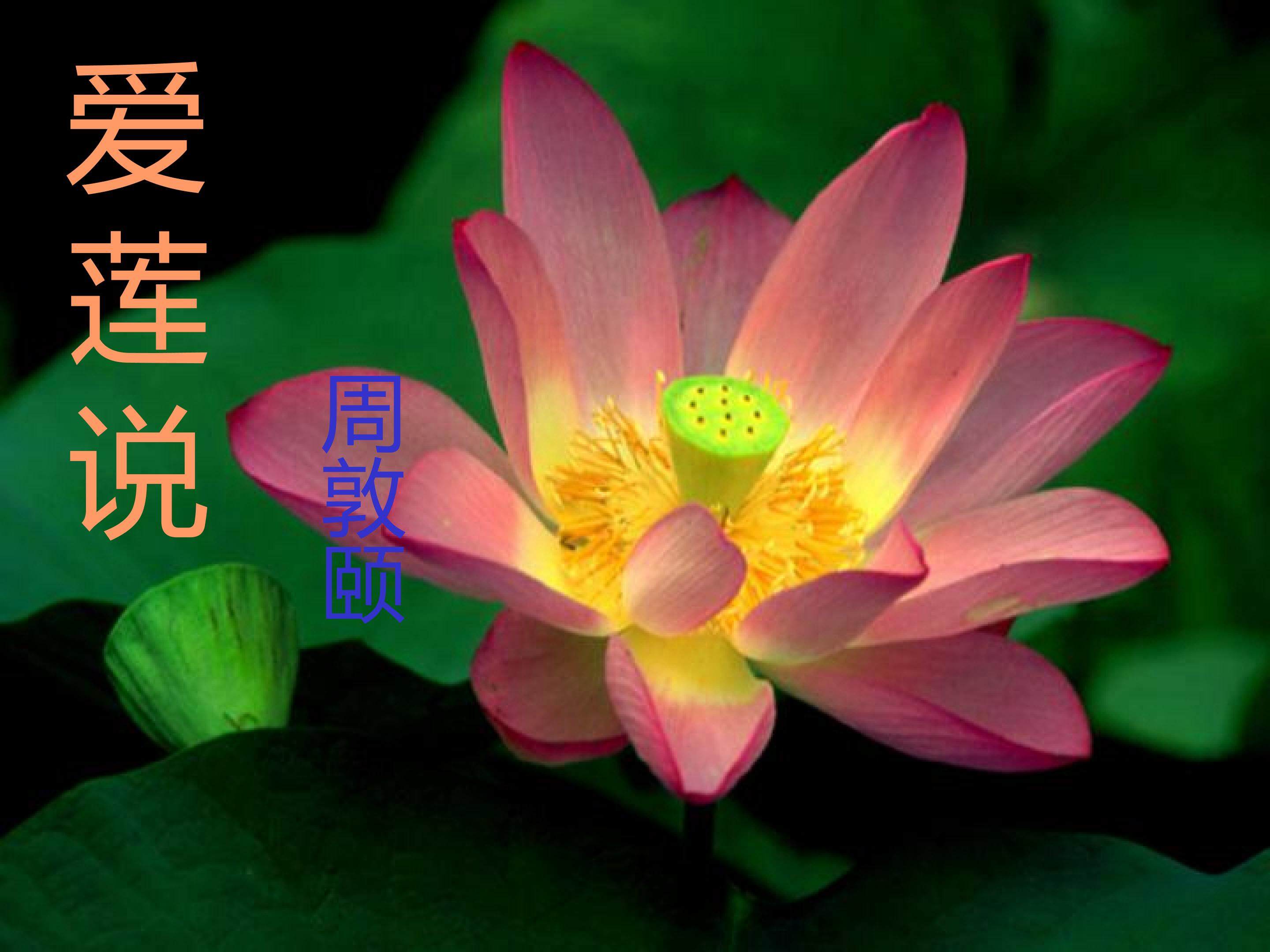爱莲说