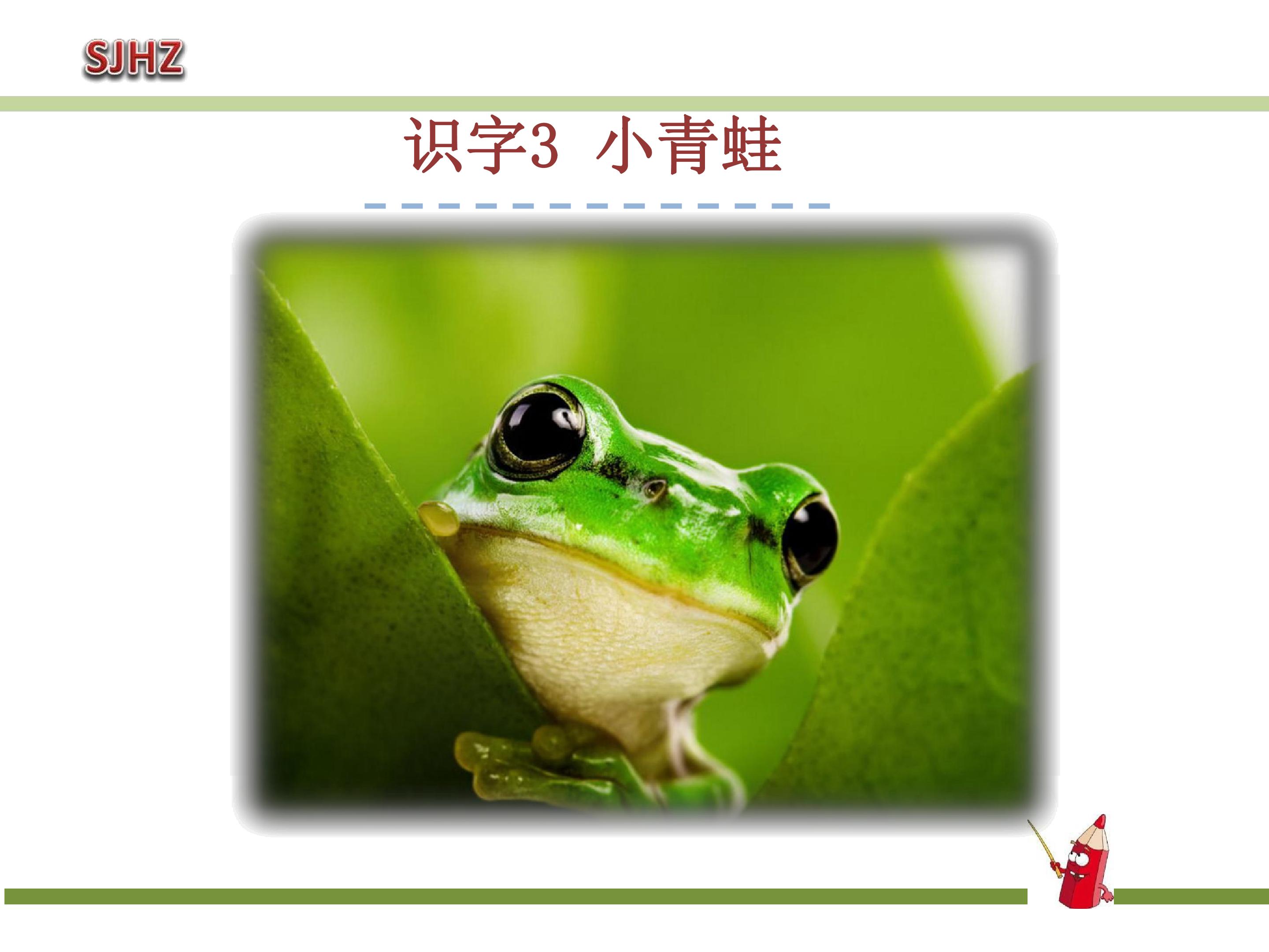 小青蛙