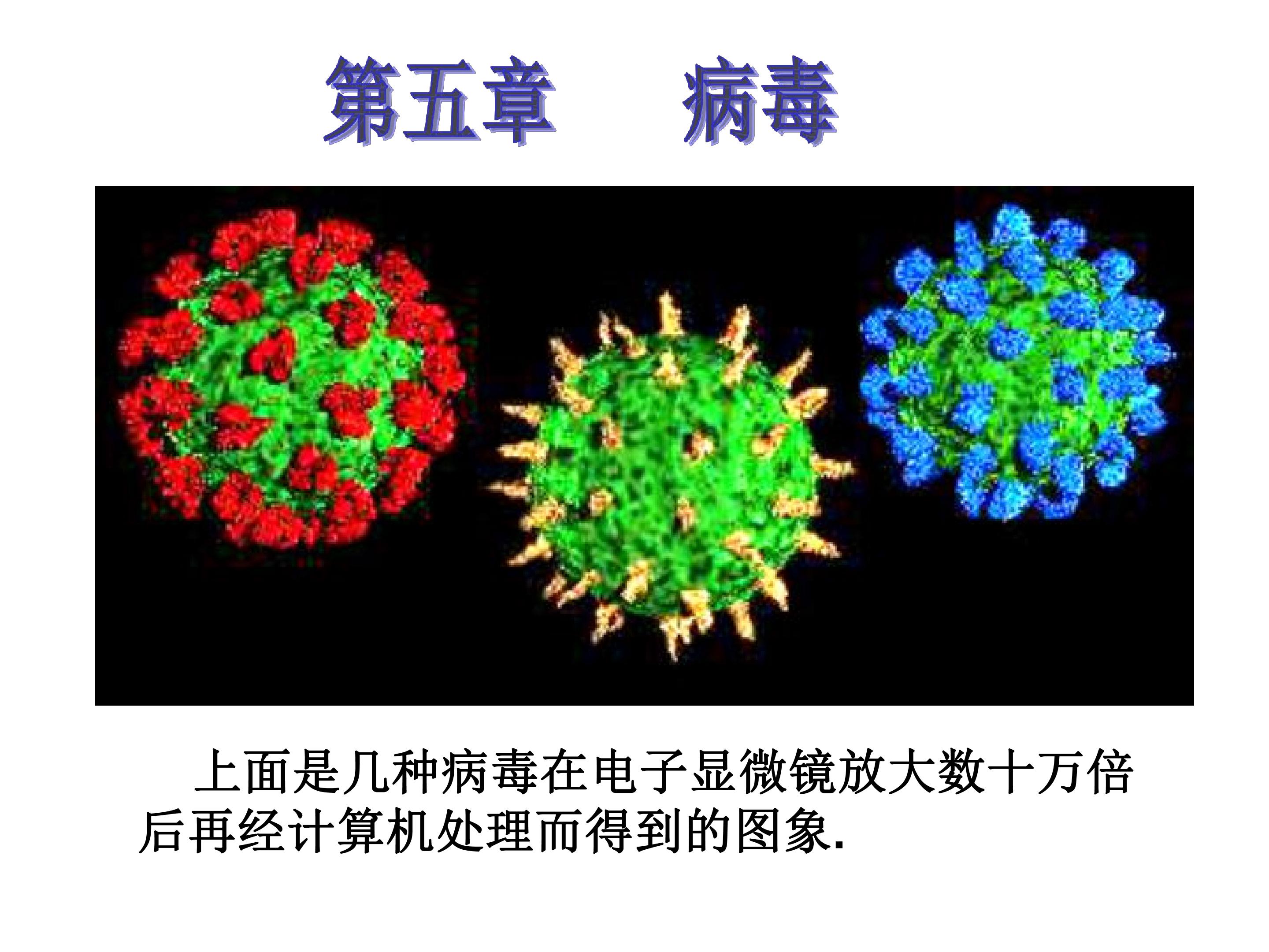 病毒 (4)