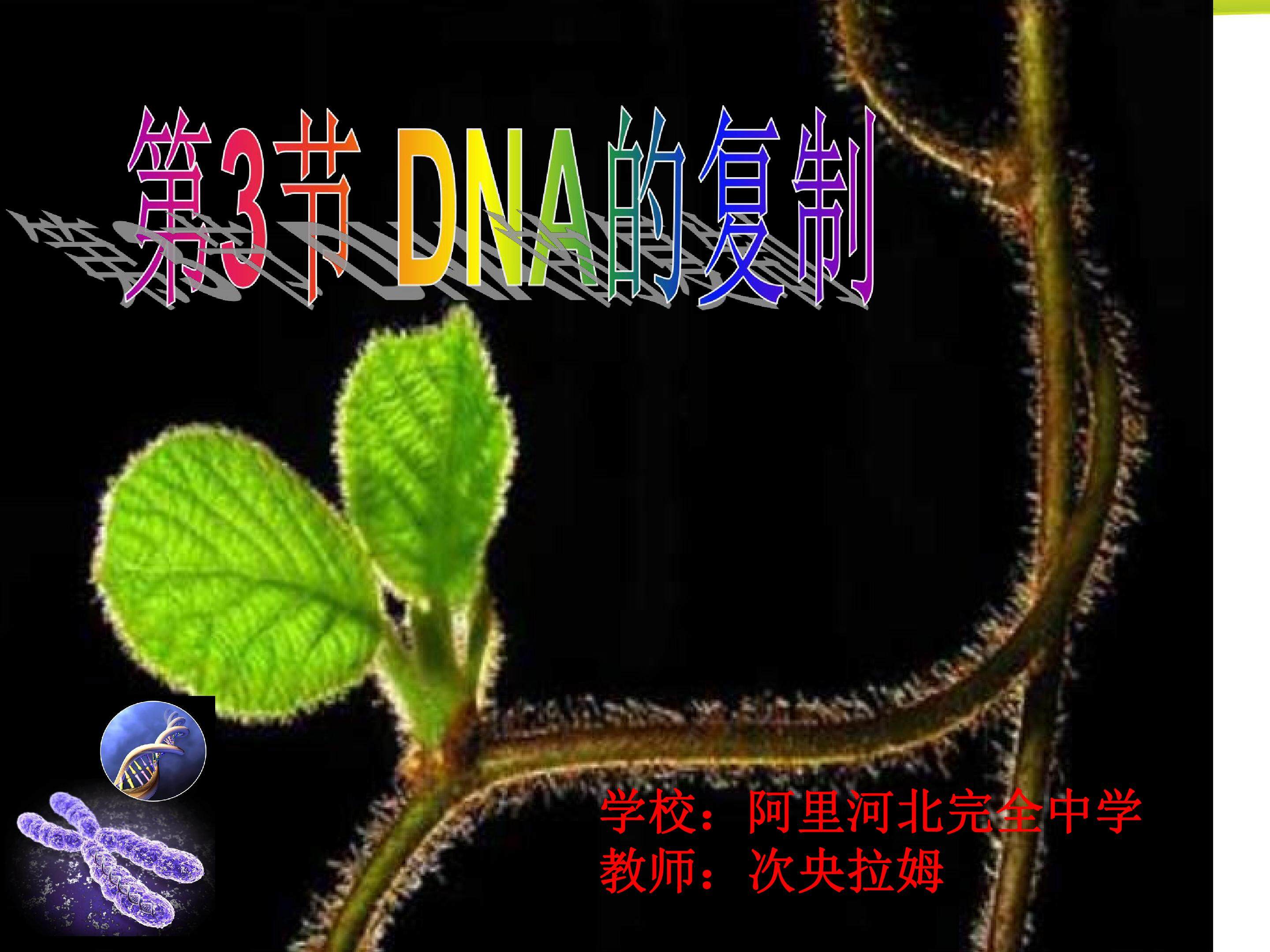 DNA的复制