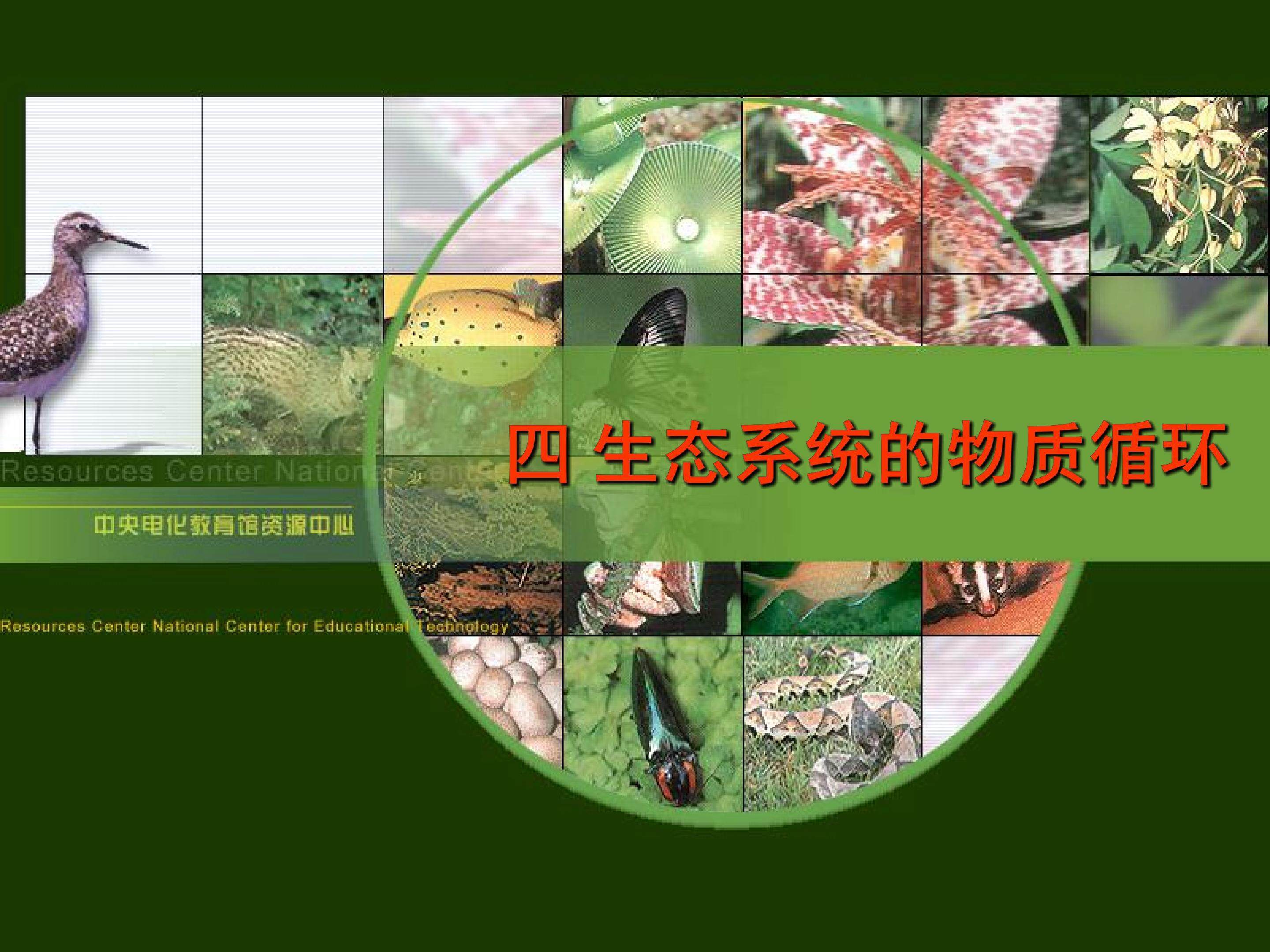 生态系统的物质循环