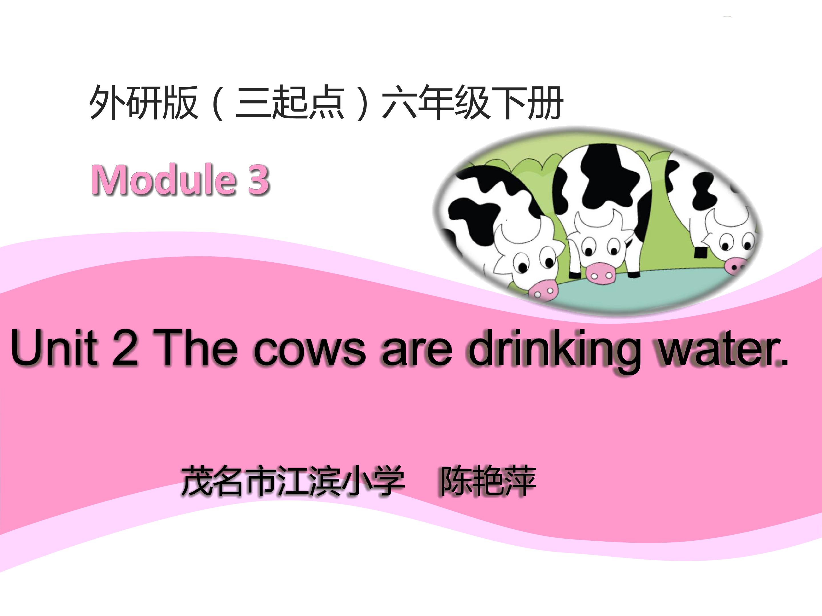 The cows are drinking water.