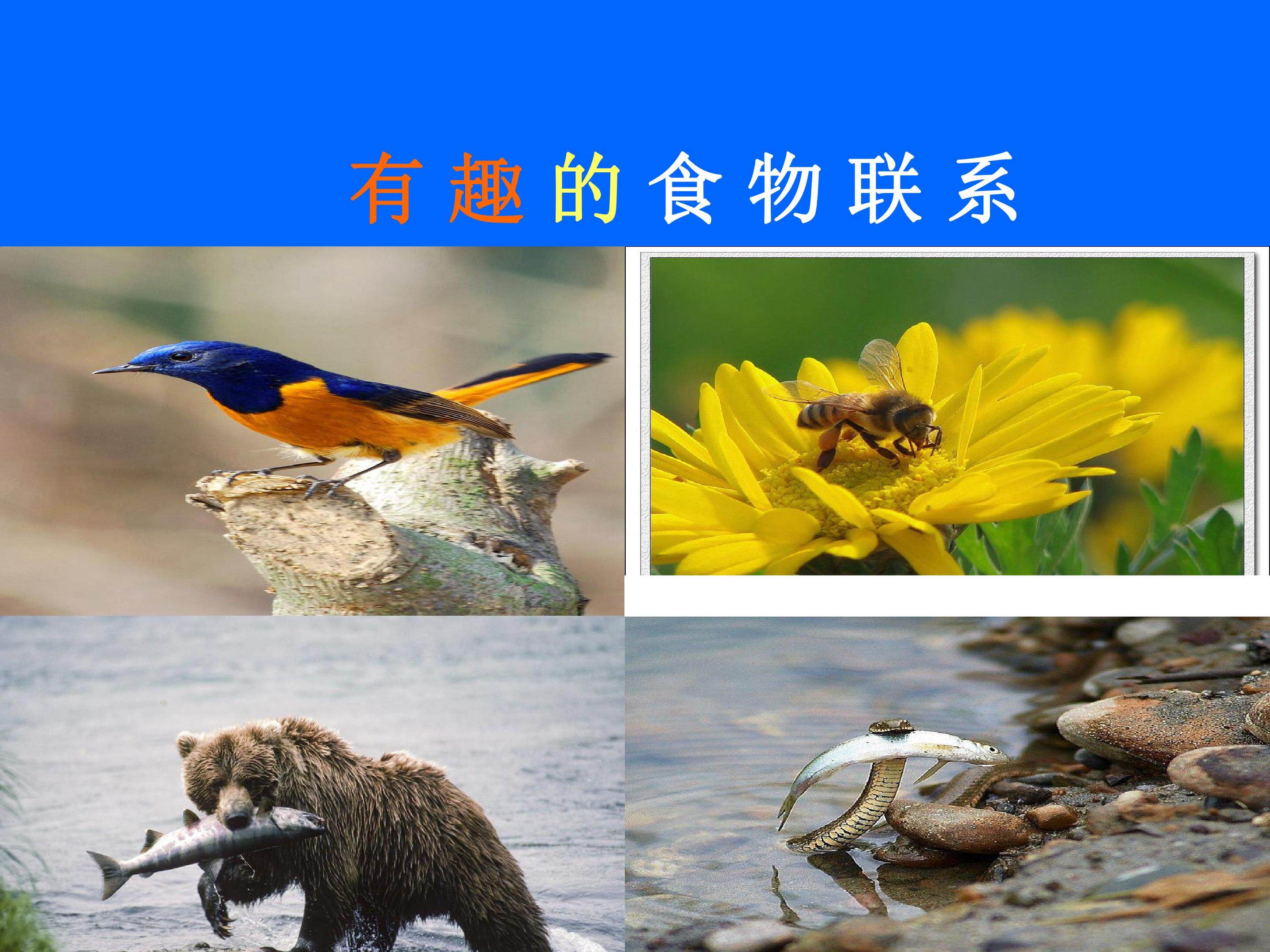 有趣的食物联系